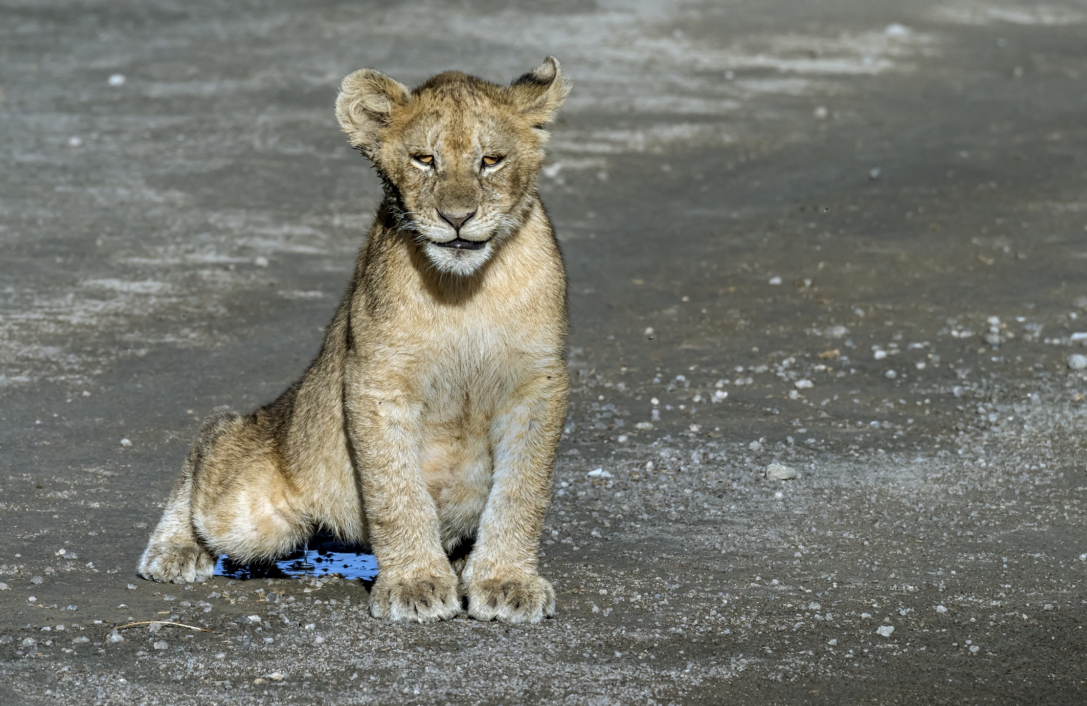 Tanzania 2016 - Pipì