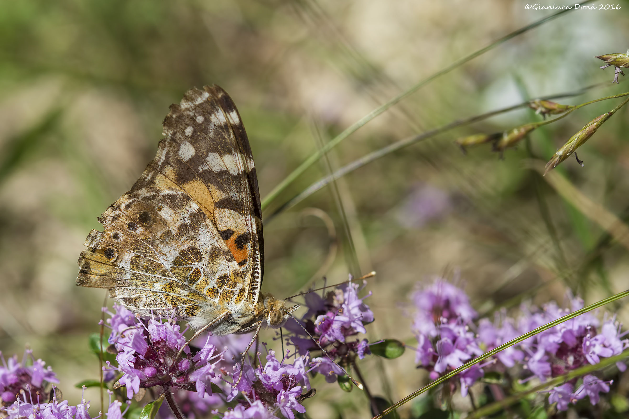 Vanessa cardui Linnaeus, 1758