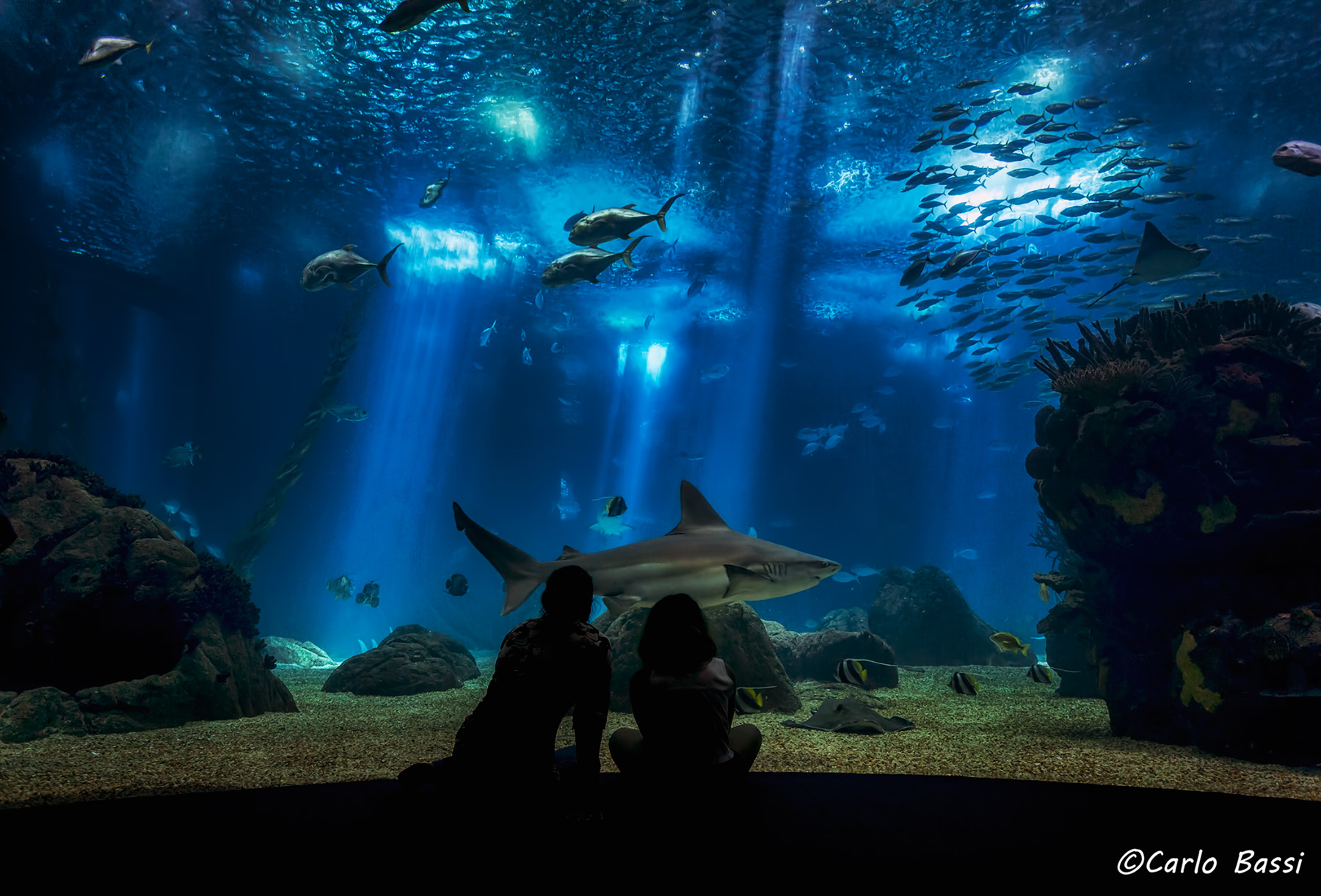 L'Oceanario di Lisbona