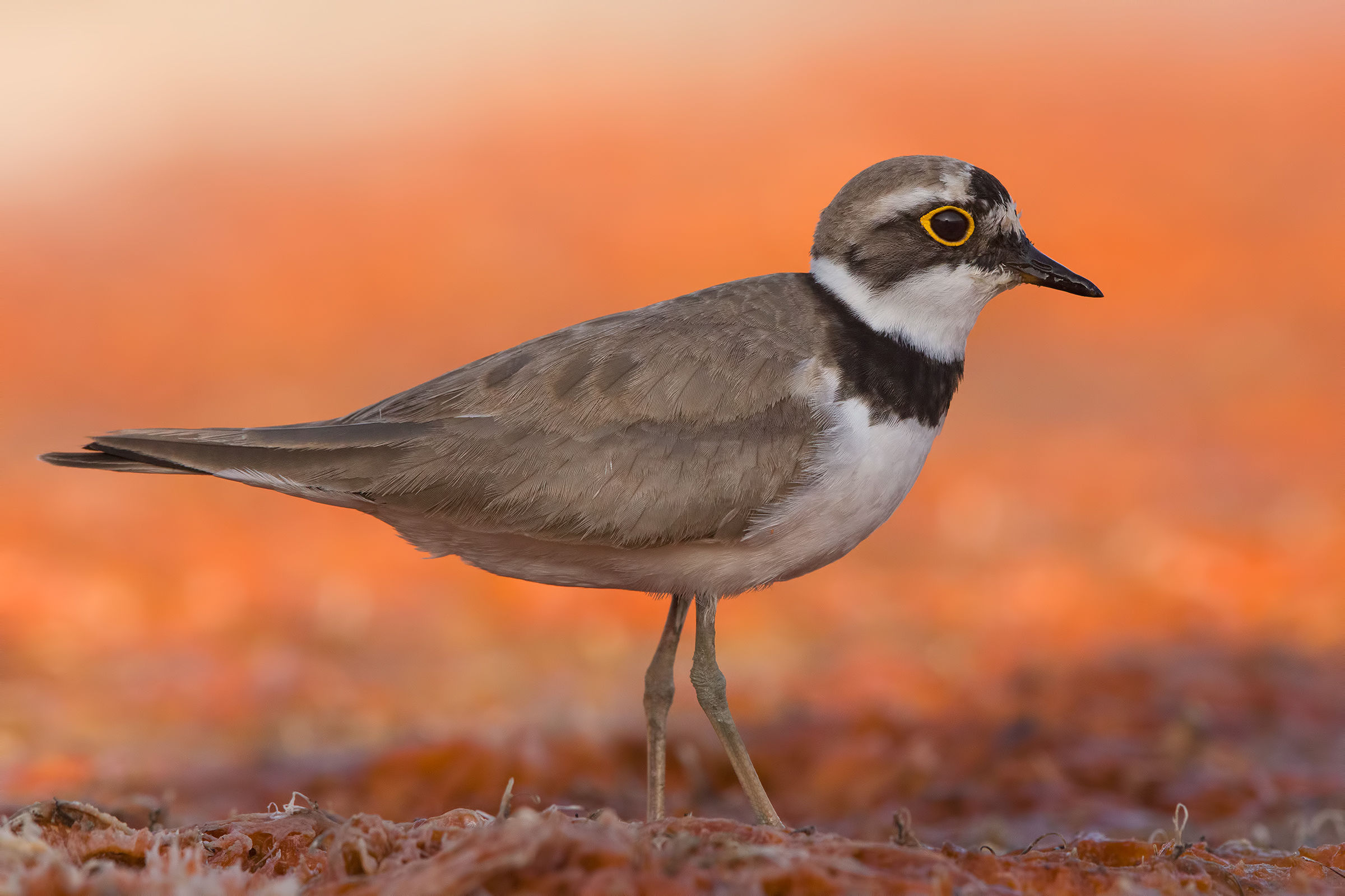 5dsr a 2500 iso (corriere piccolo)