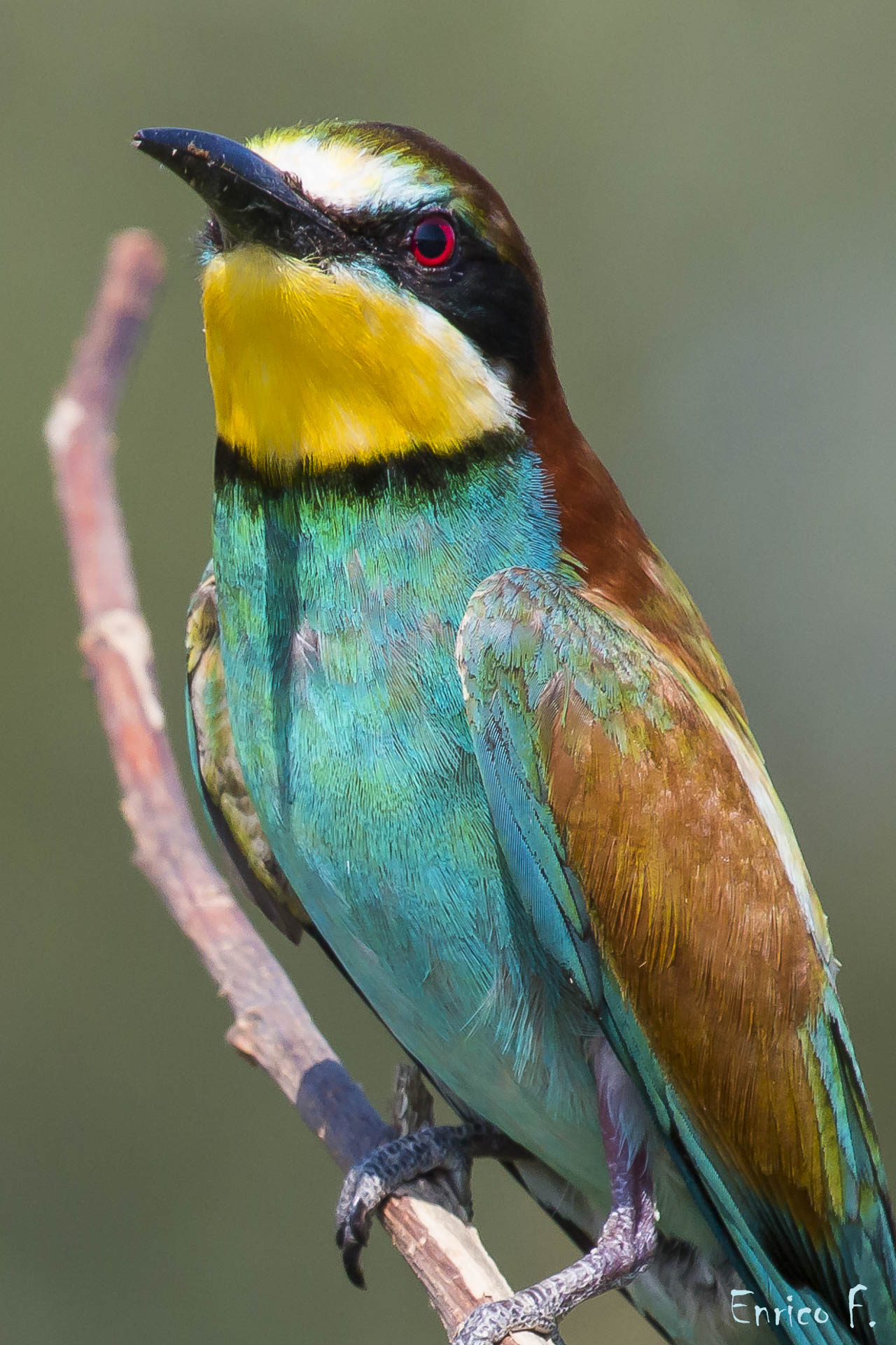 Bee Eater