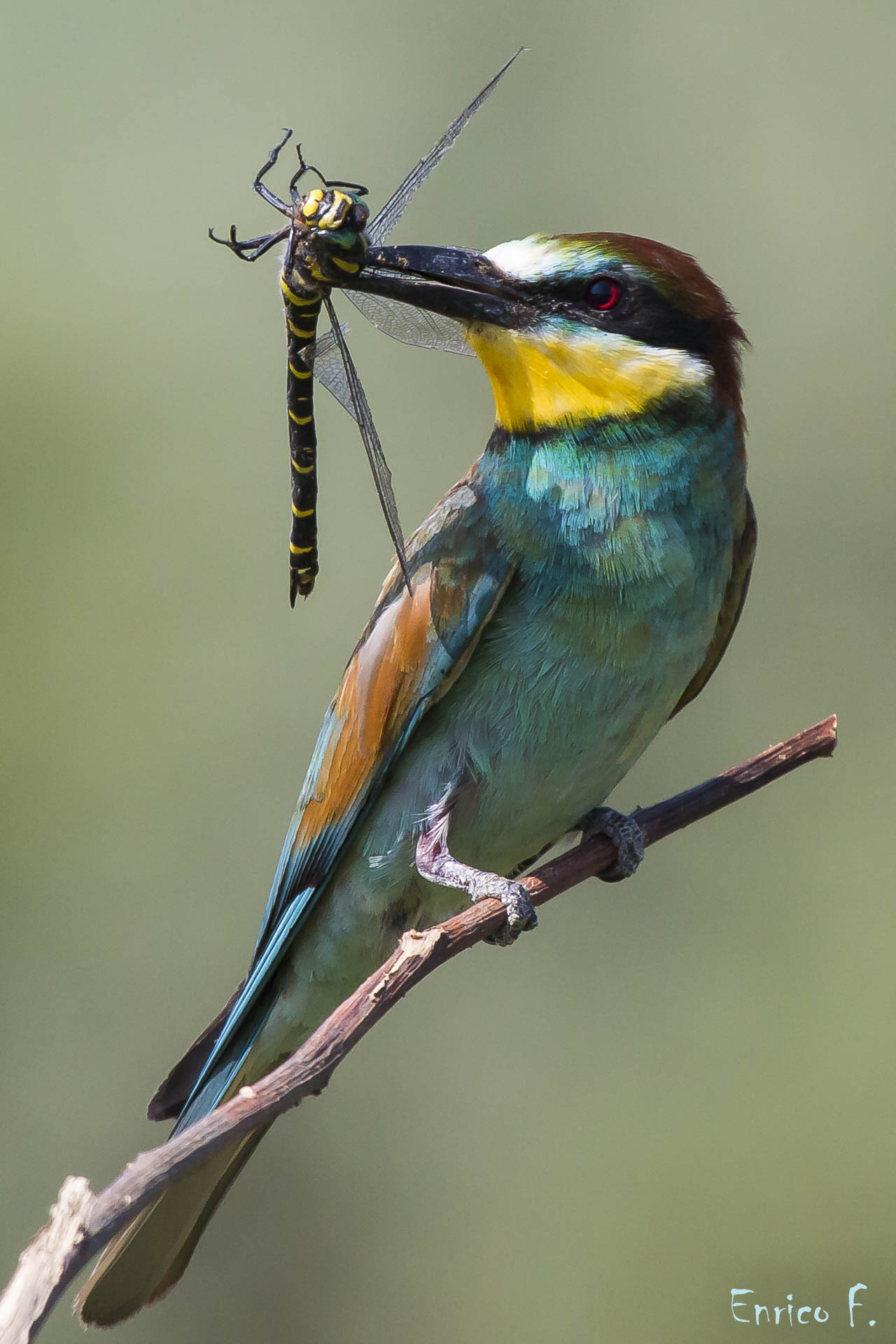 Bee-eater with dragonfly