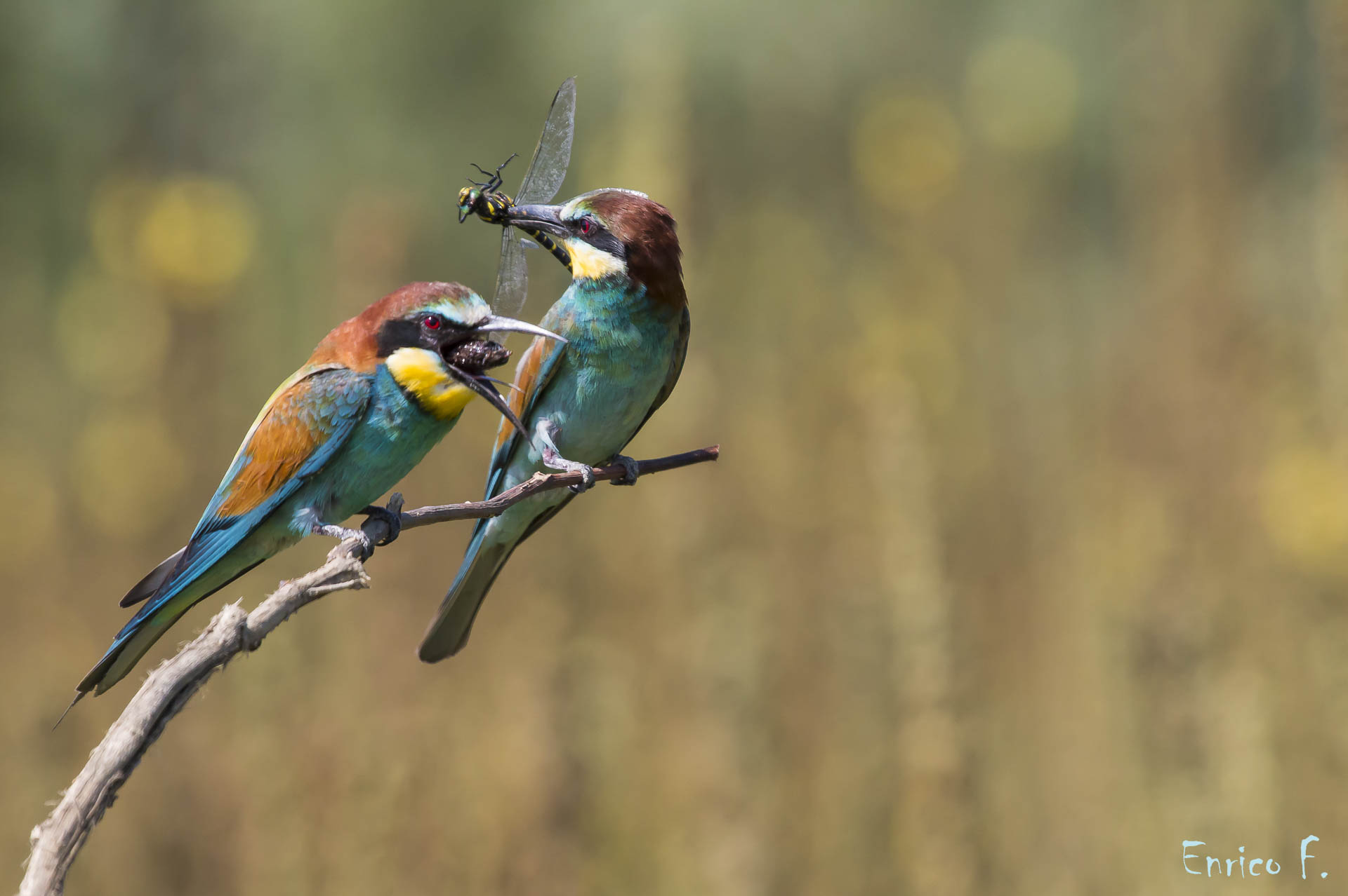 bee-eaters