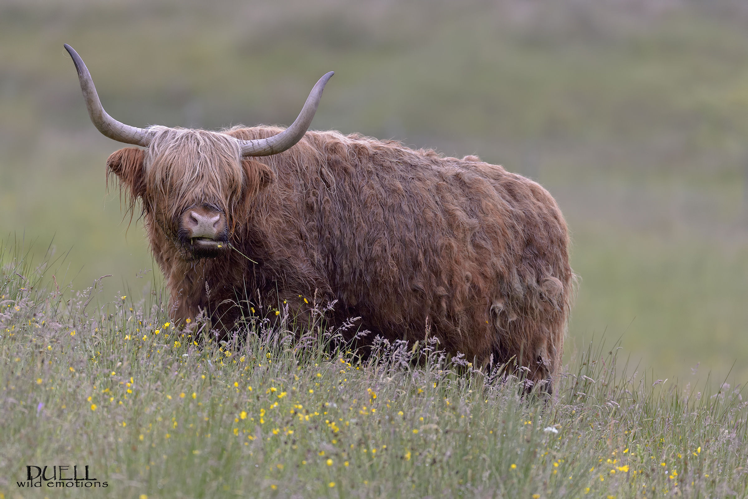 Hebridean breed