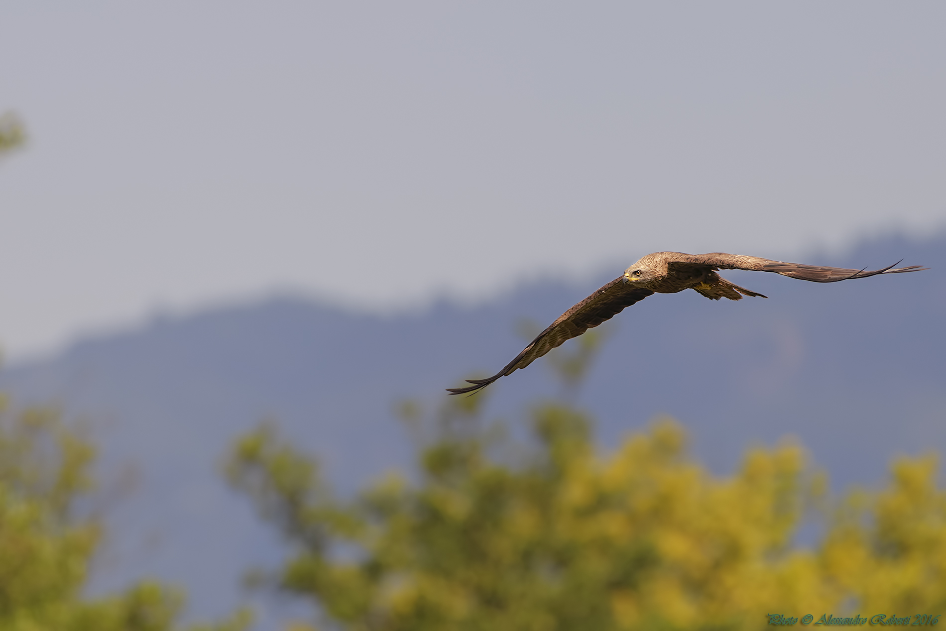 Kite "Milvus migrans"