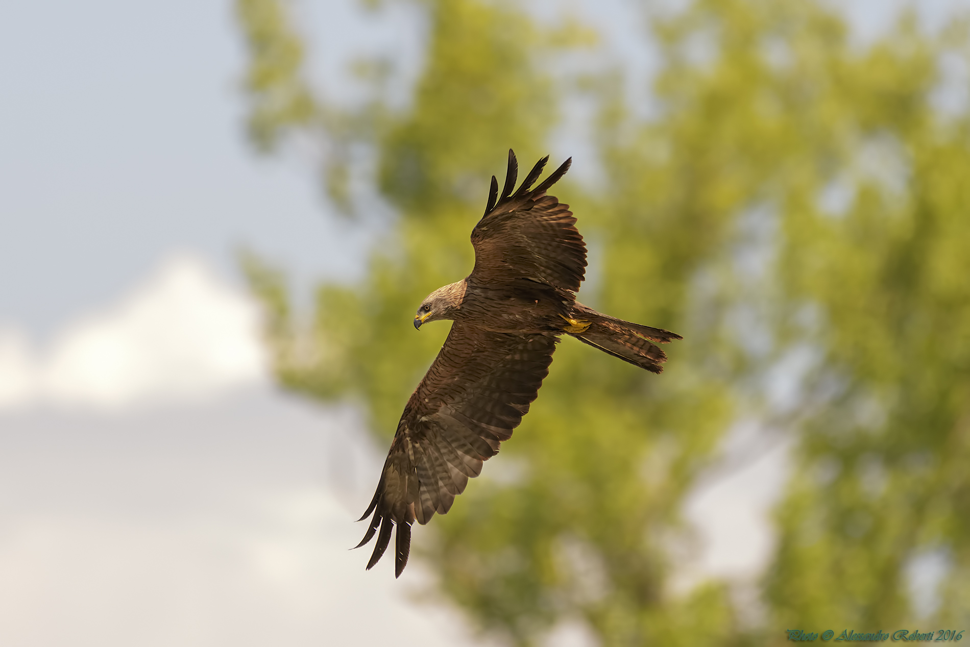 Kite "Milvus migrans"
