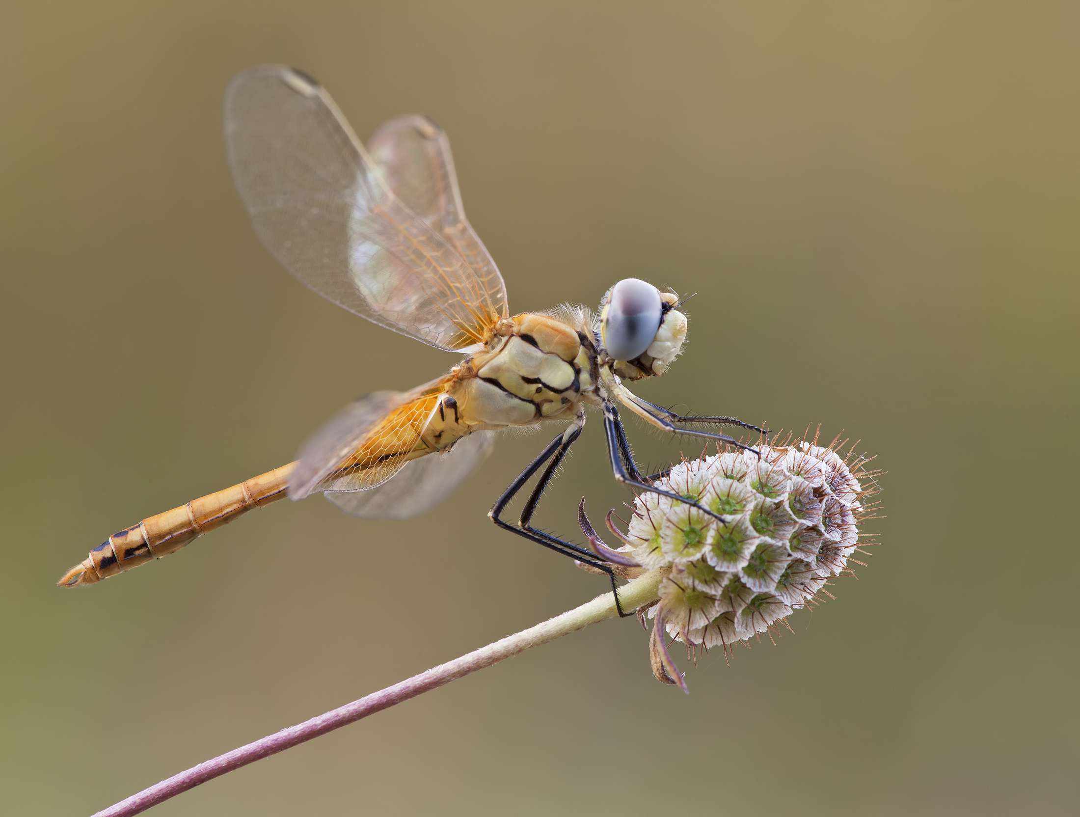Sympetrum