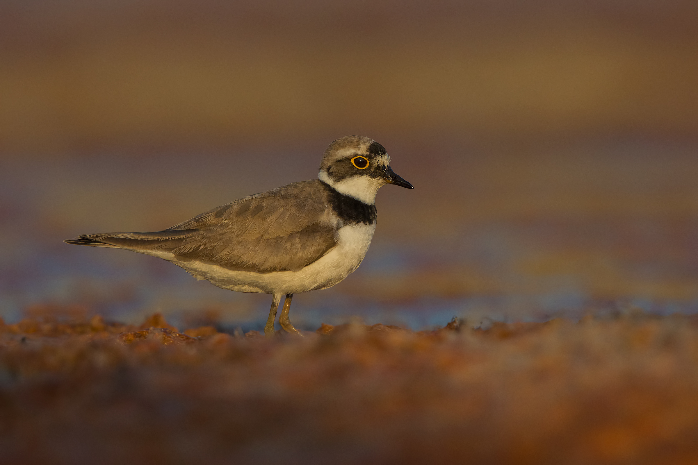 l' ultima luce ( corriere piccolo )