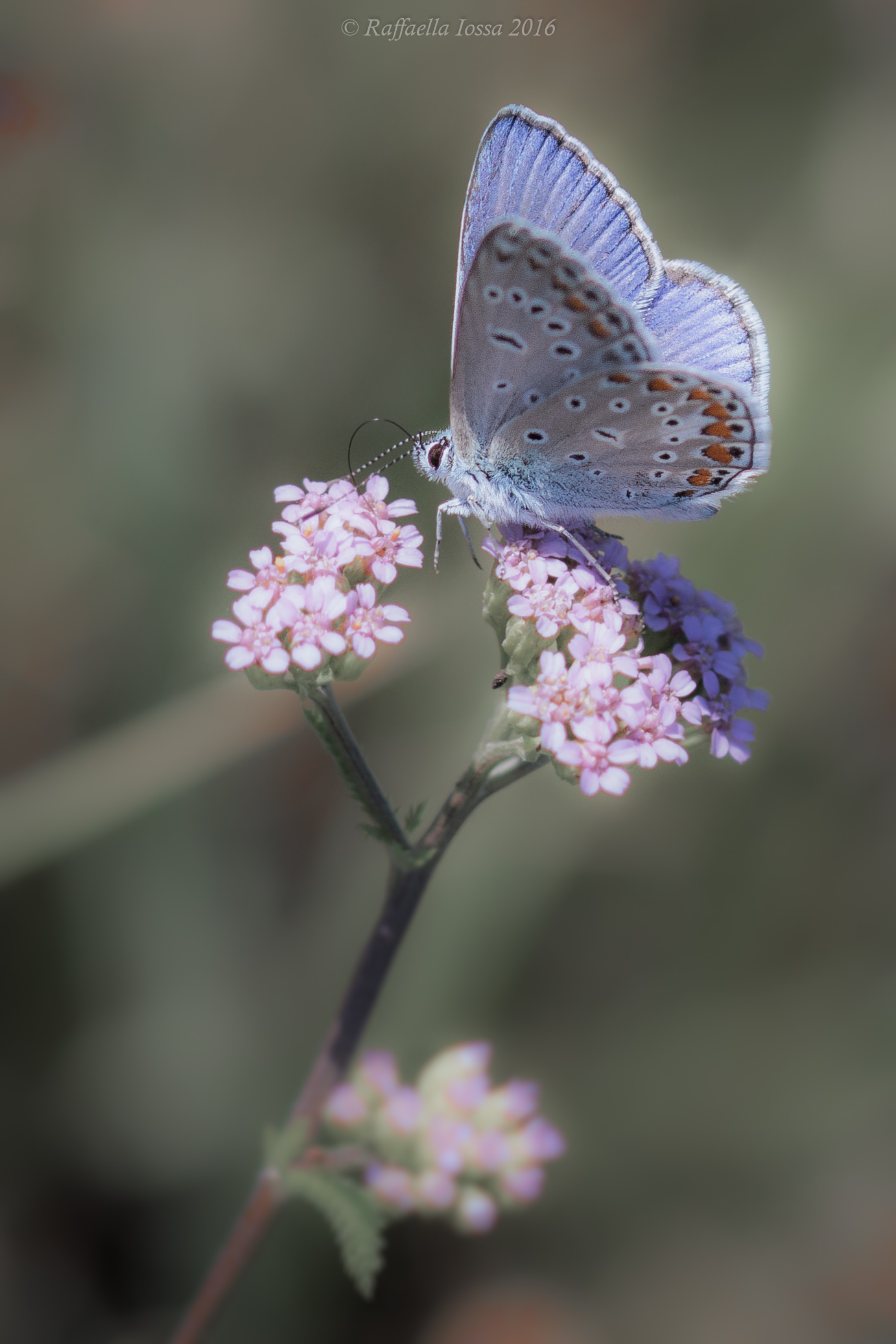 Polyommatus icarus