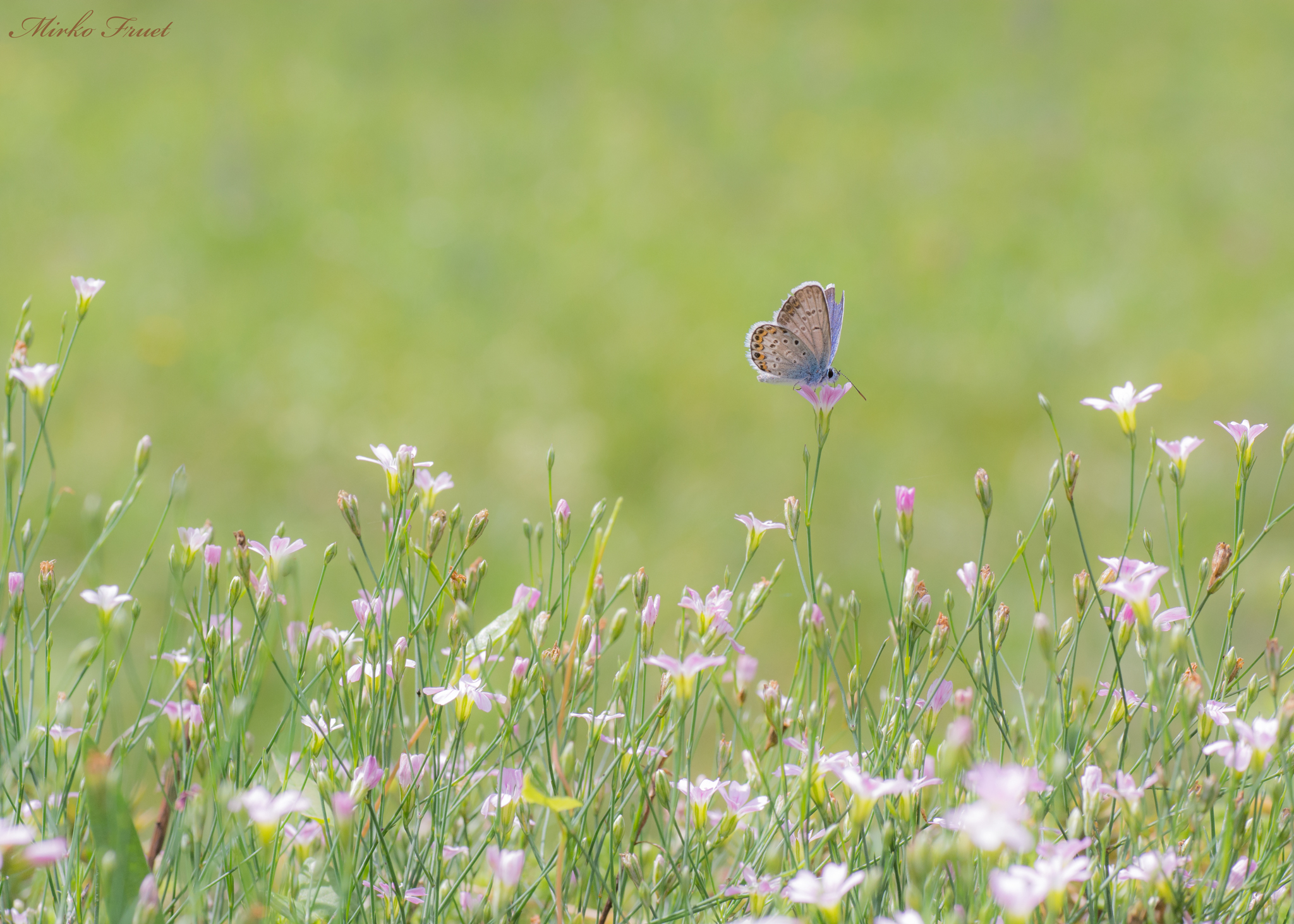 Il mondo delle farfalle
