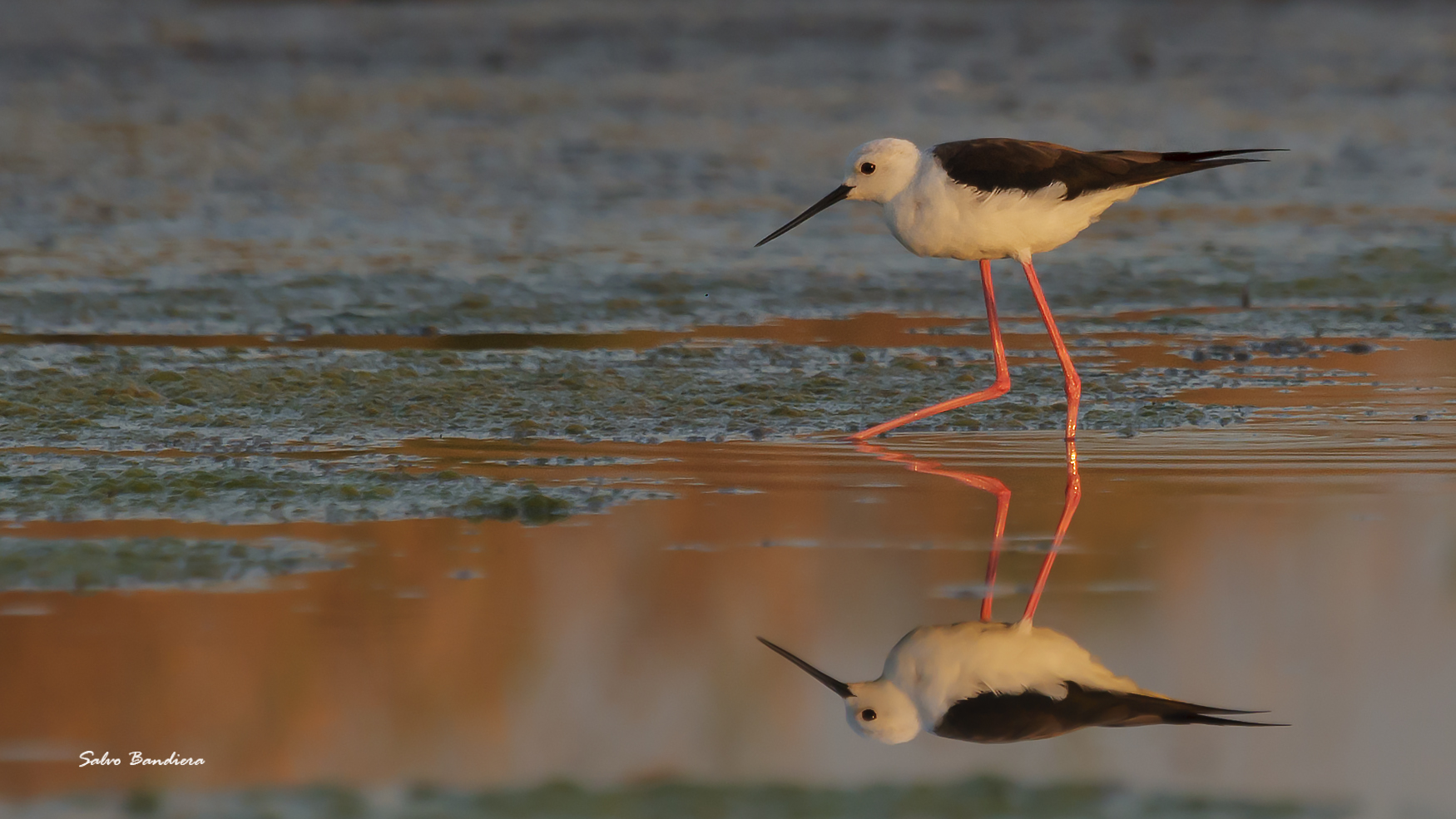 Specchiarsi all'alba...