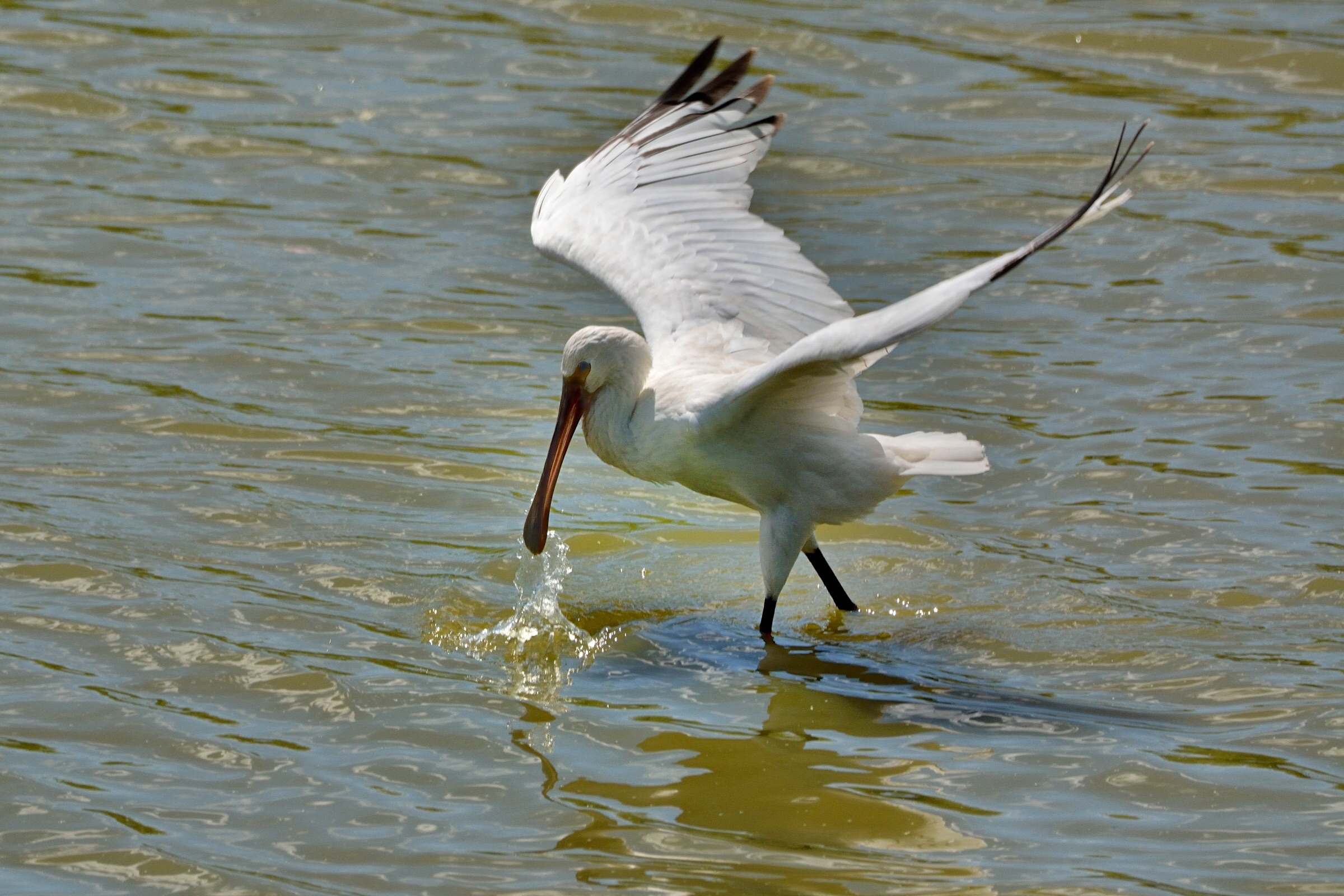 Spatula take off ...