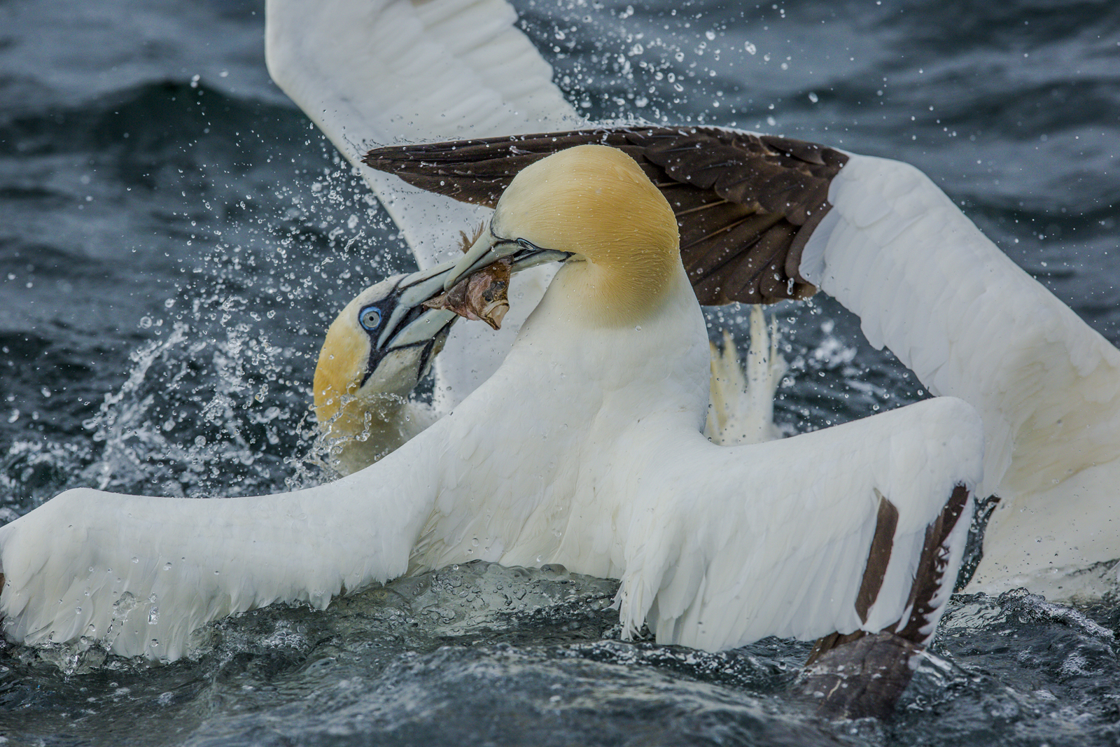 Sule in lotta ........ che fame