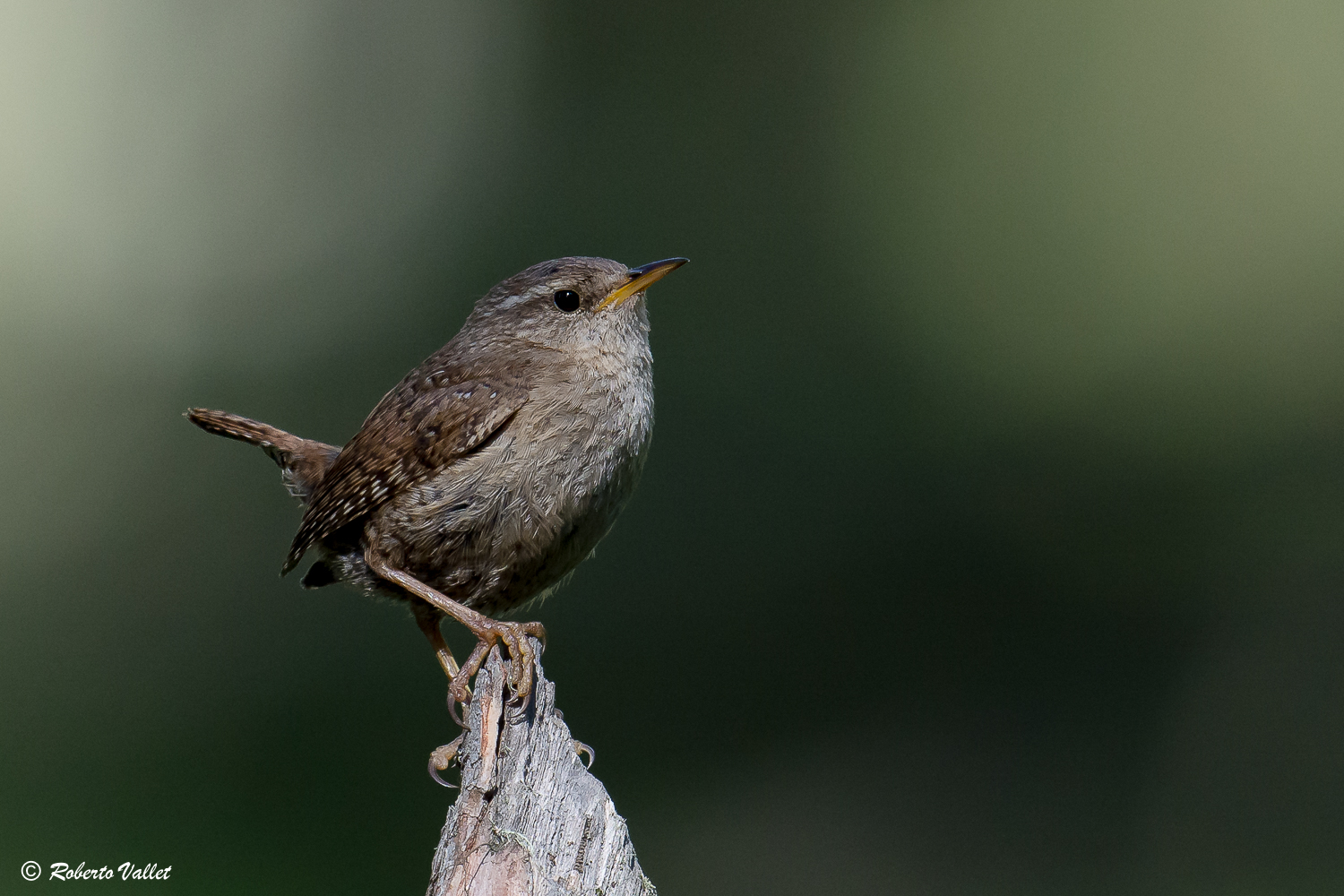 In the forest, the wren