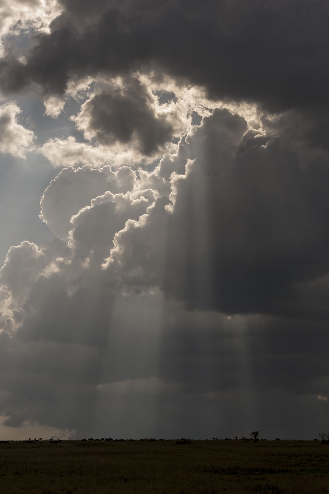 Threatening sky in the savanna ...