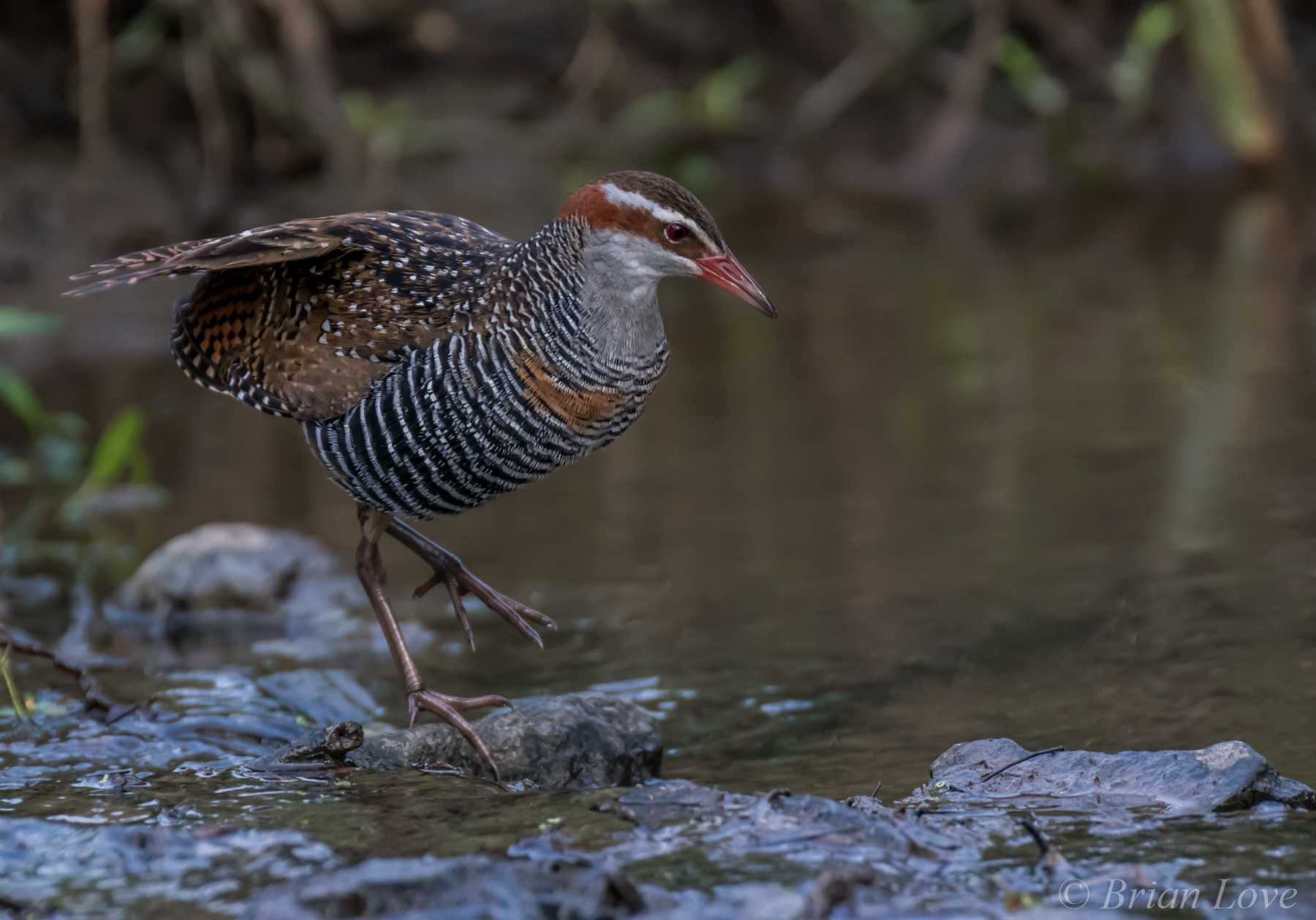 Gallirallus philippensis