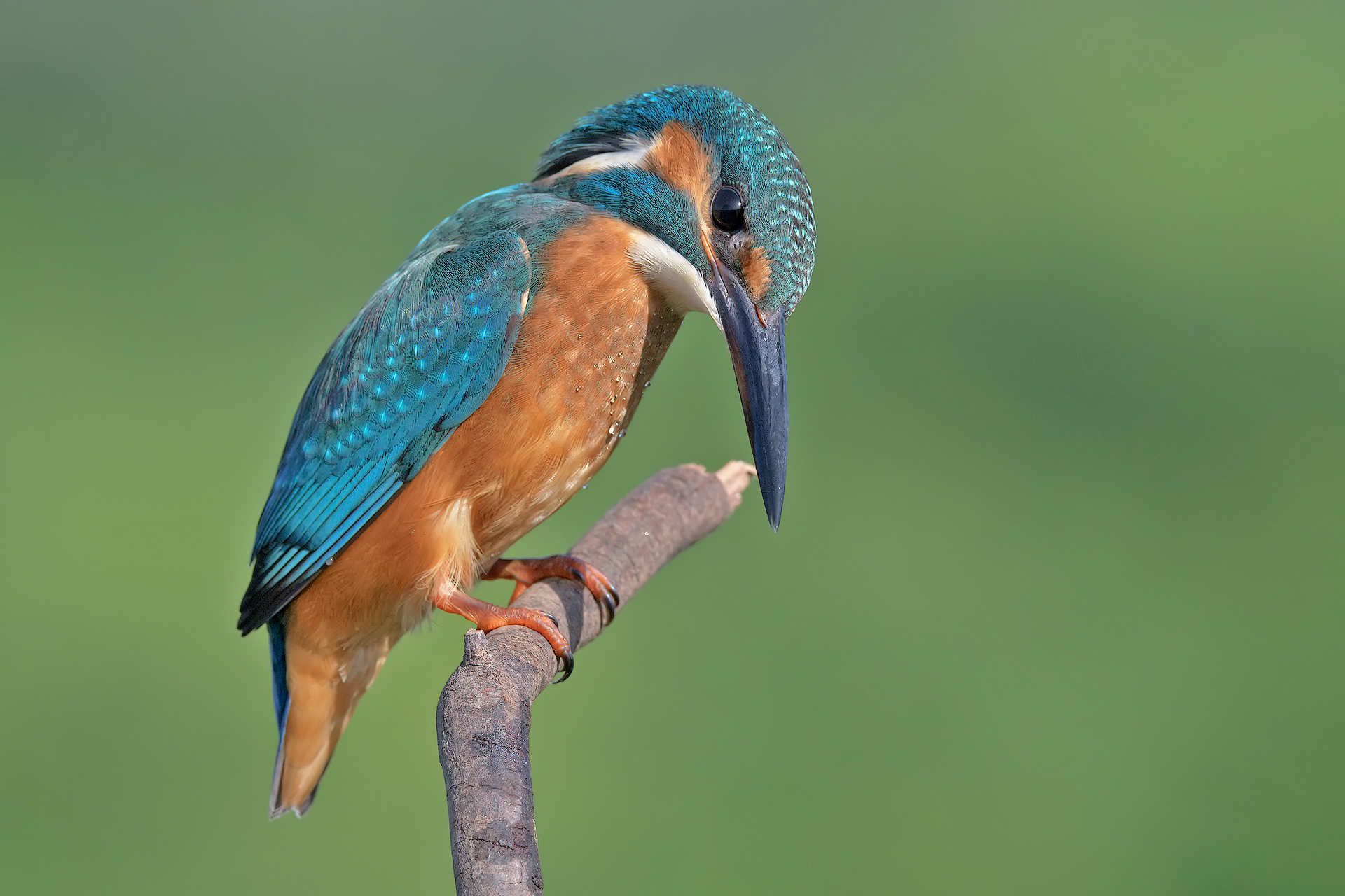 I dropped the fish :-(