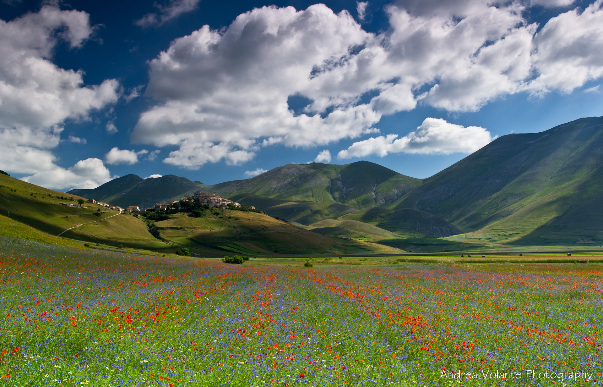 Papaveri & Fiordalisi.