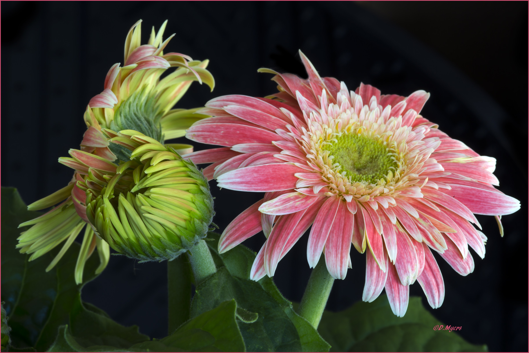 Gerber Daisy Trio