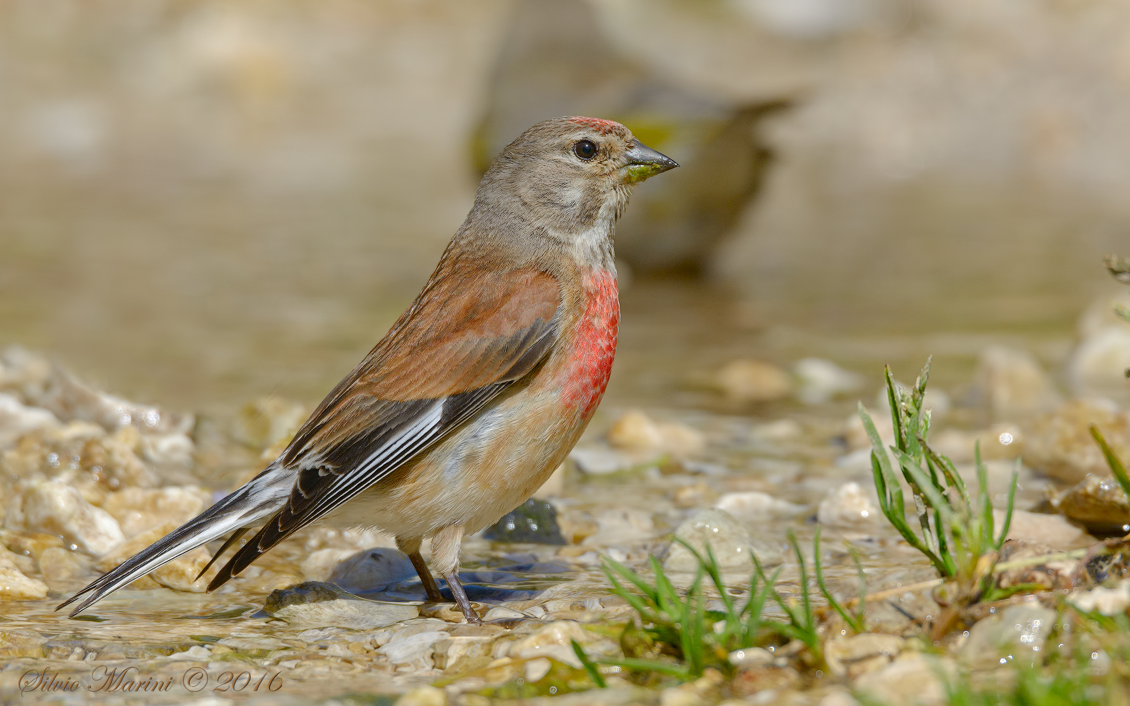 Fanello (Linaria cannabina)