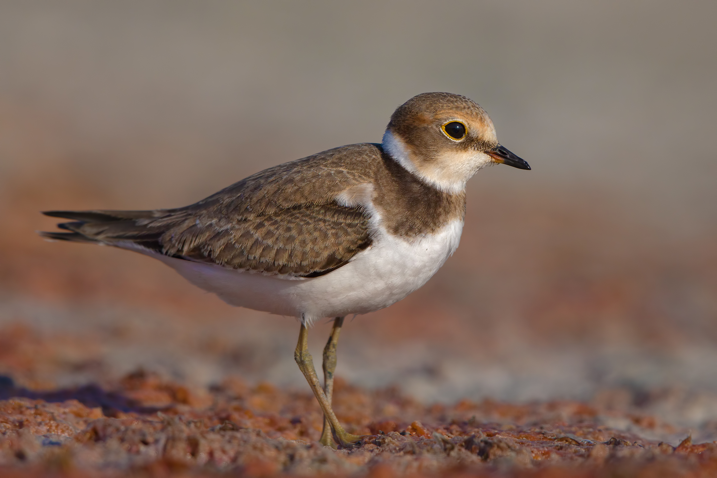 Corriere piccolo juv