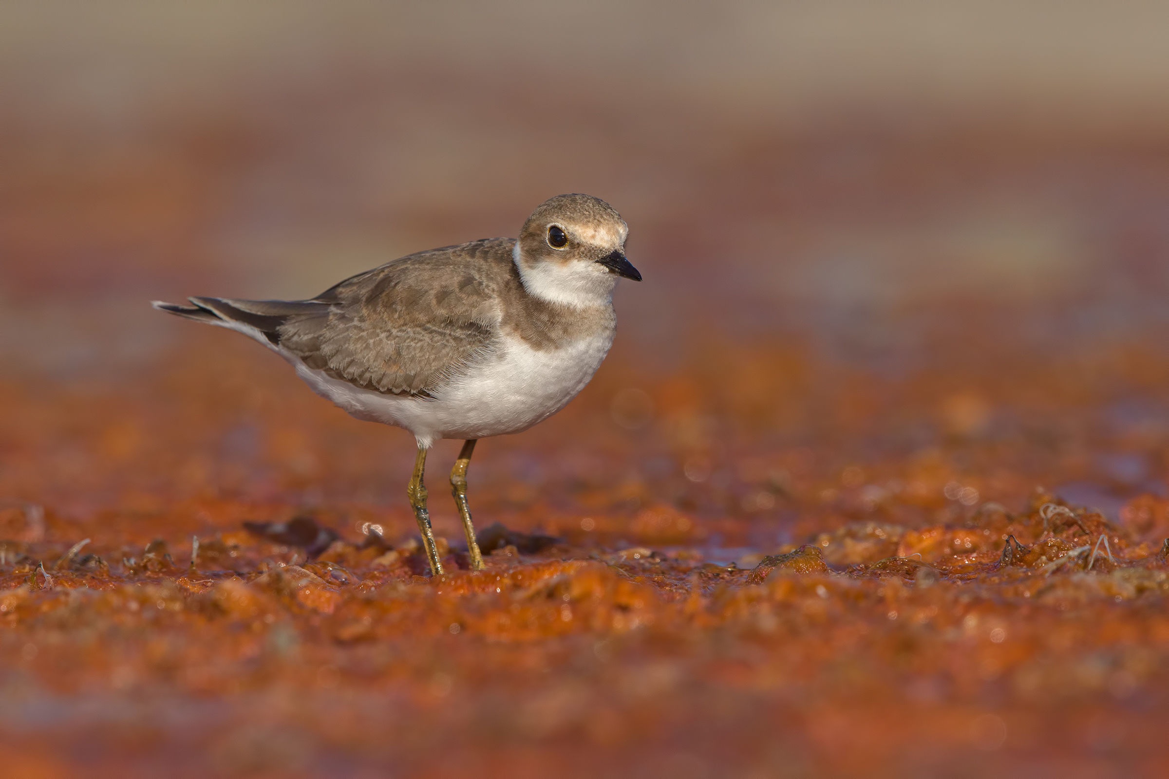 Corriere piccolo juv