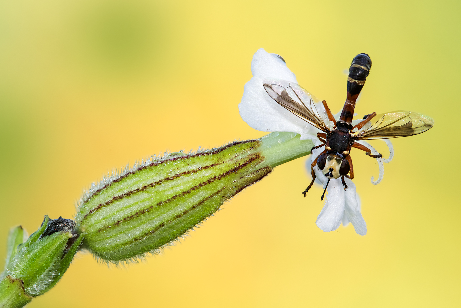 Physocephala vittata