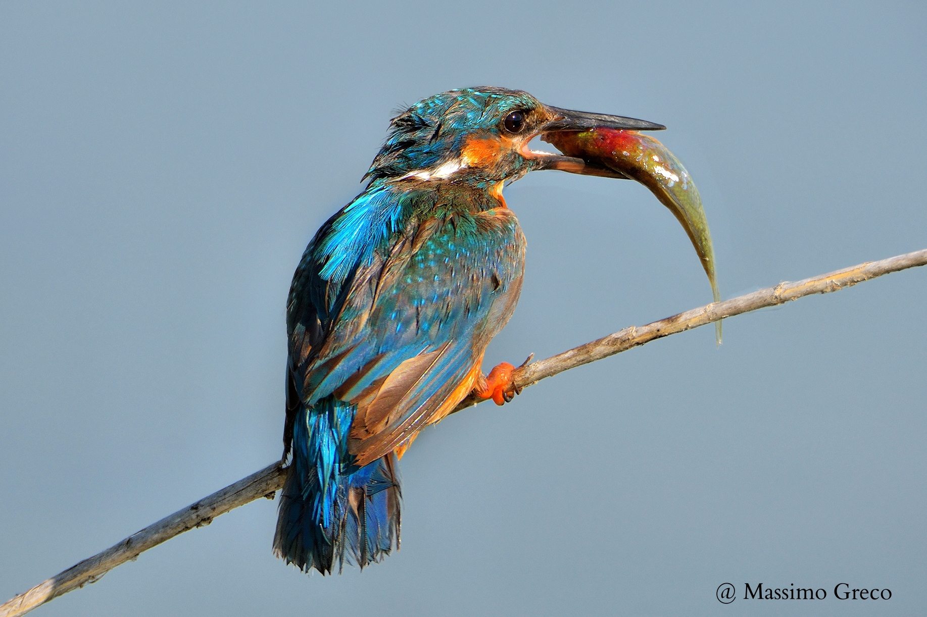 Kingfisher with a nice booty