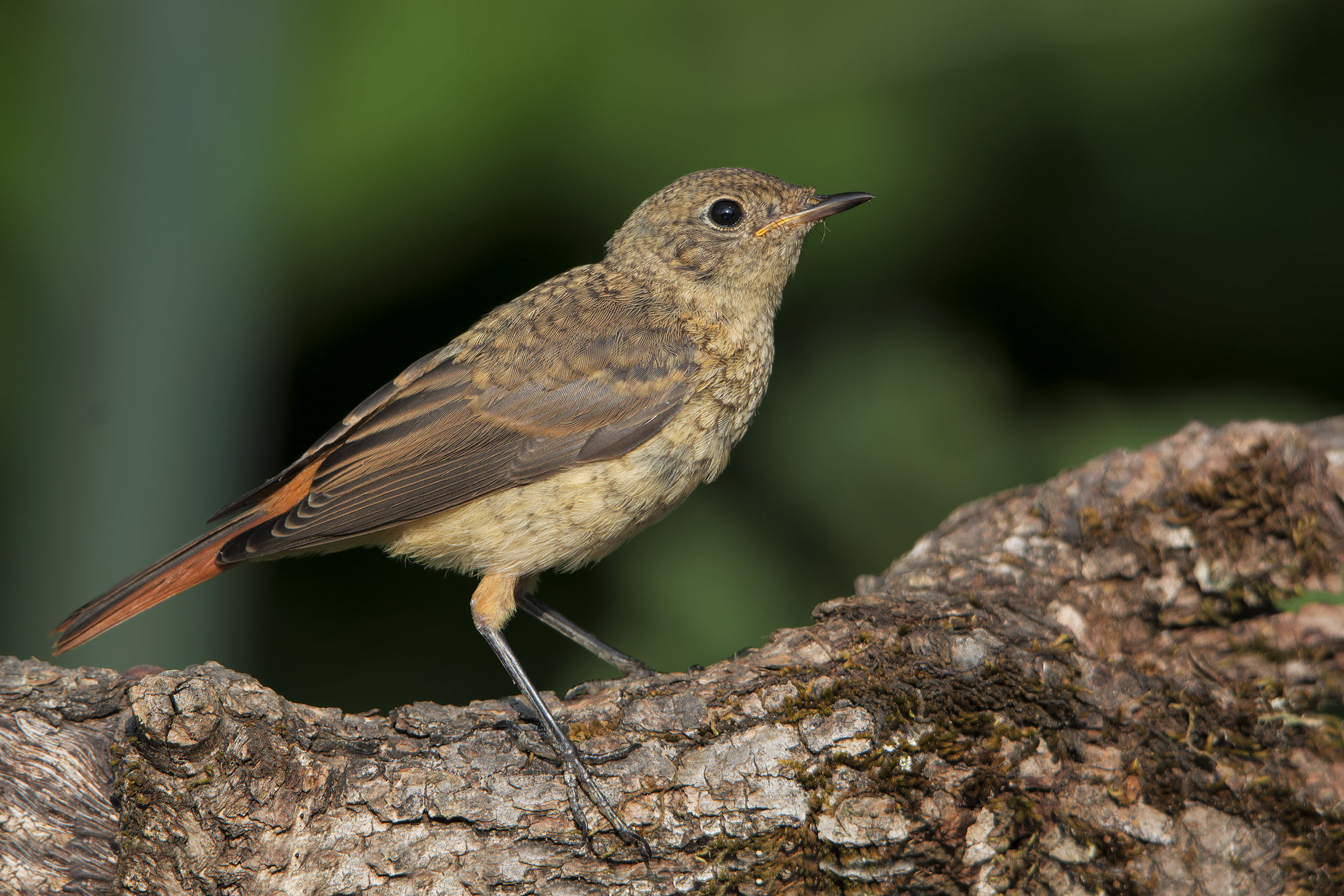Redstart