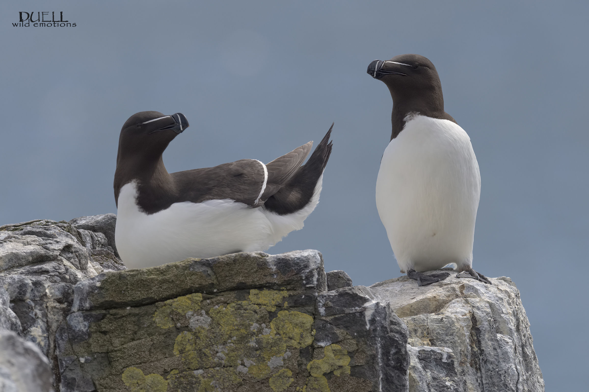 razorbills
