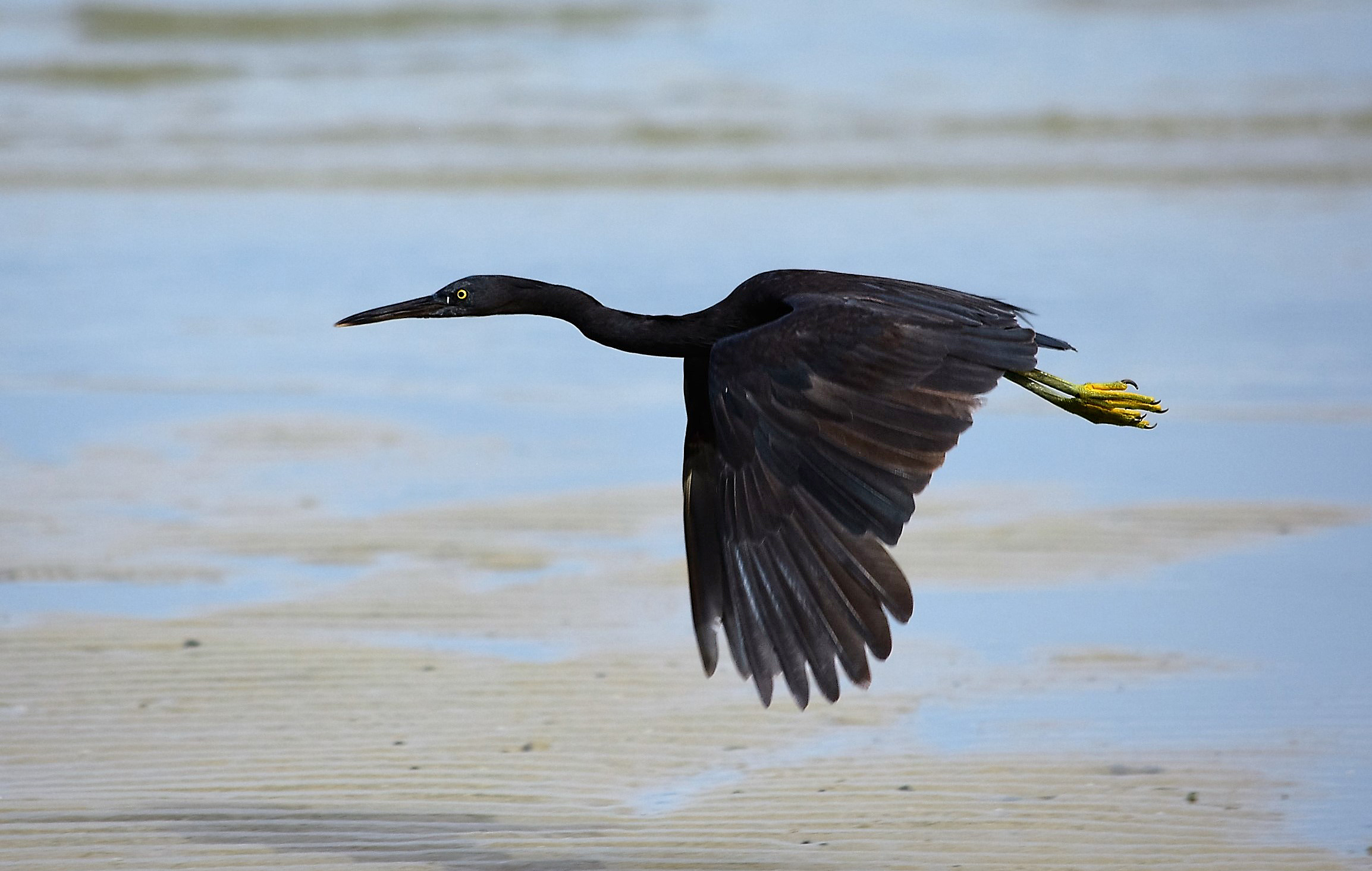Black heron (?)
