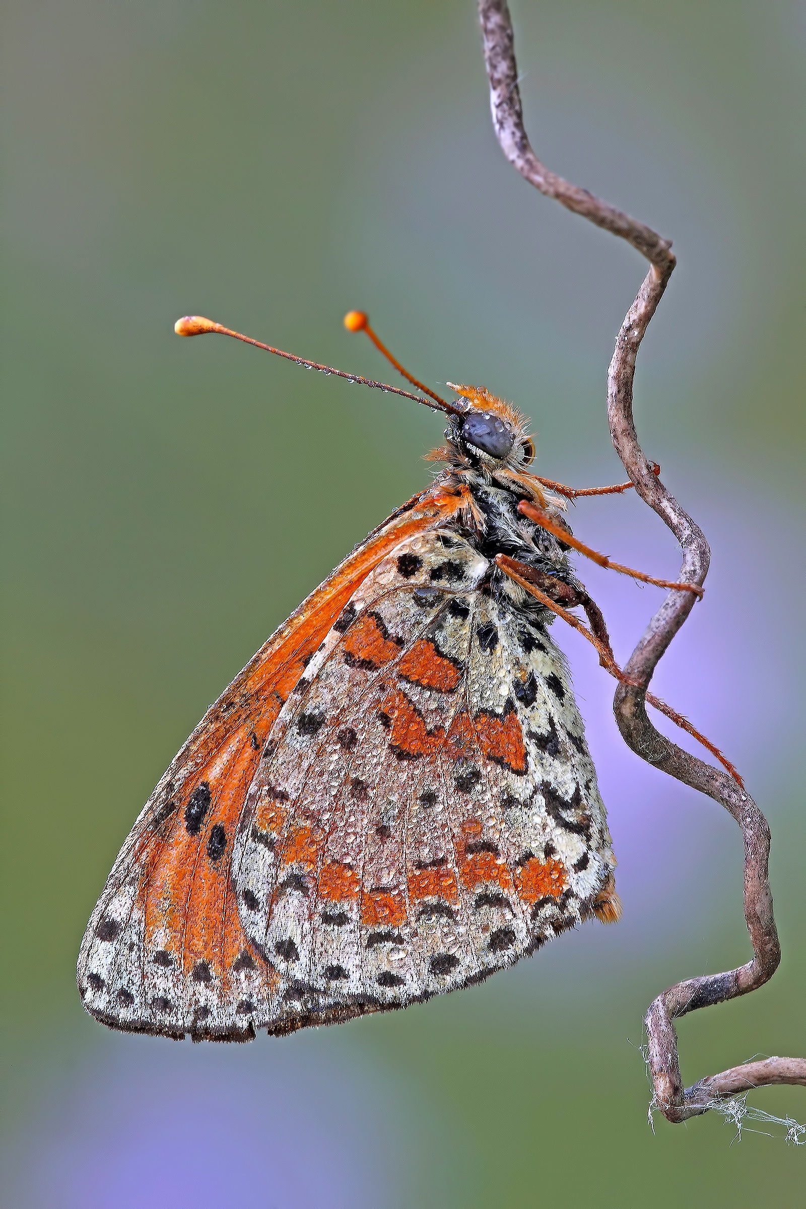 How Dura The Ascent ... !!!!