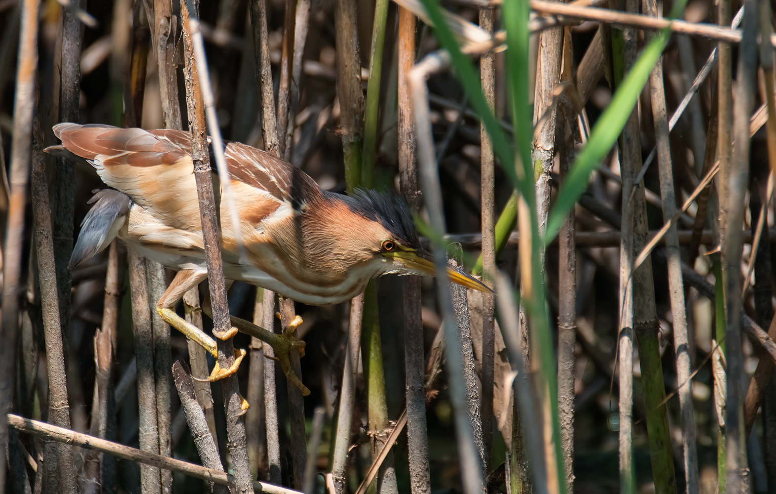 Tarabusino (F, adulto)