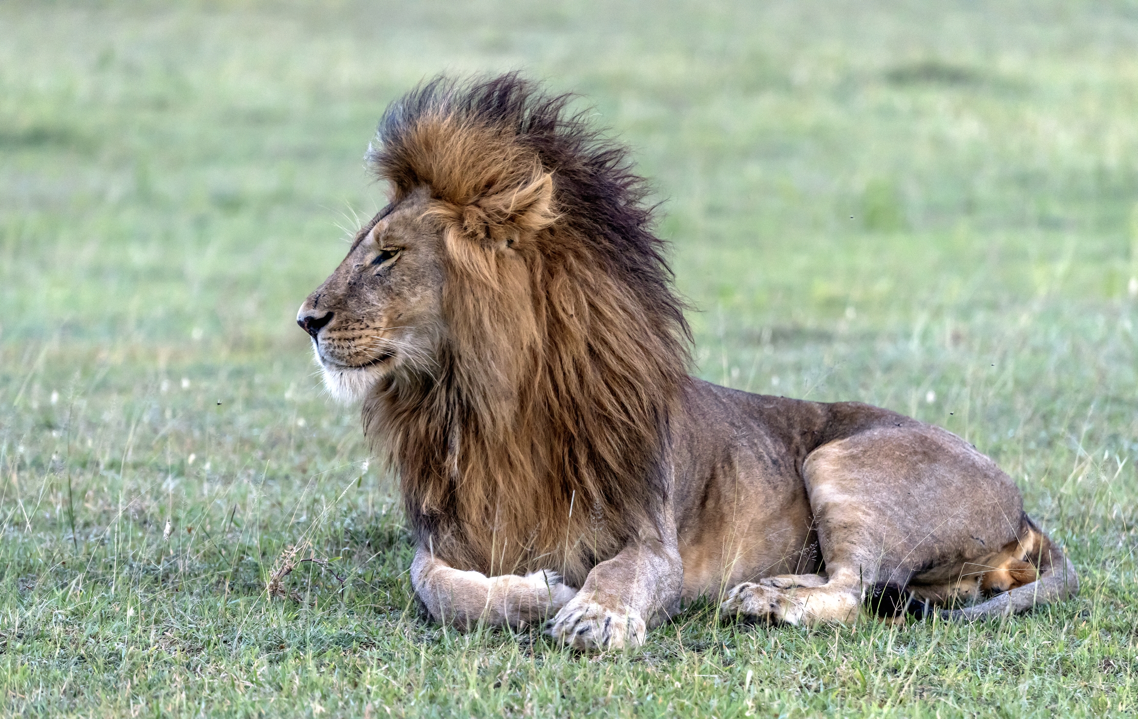 Tanzania 2016 - Profile