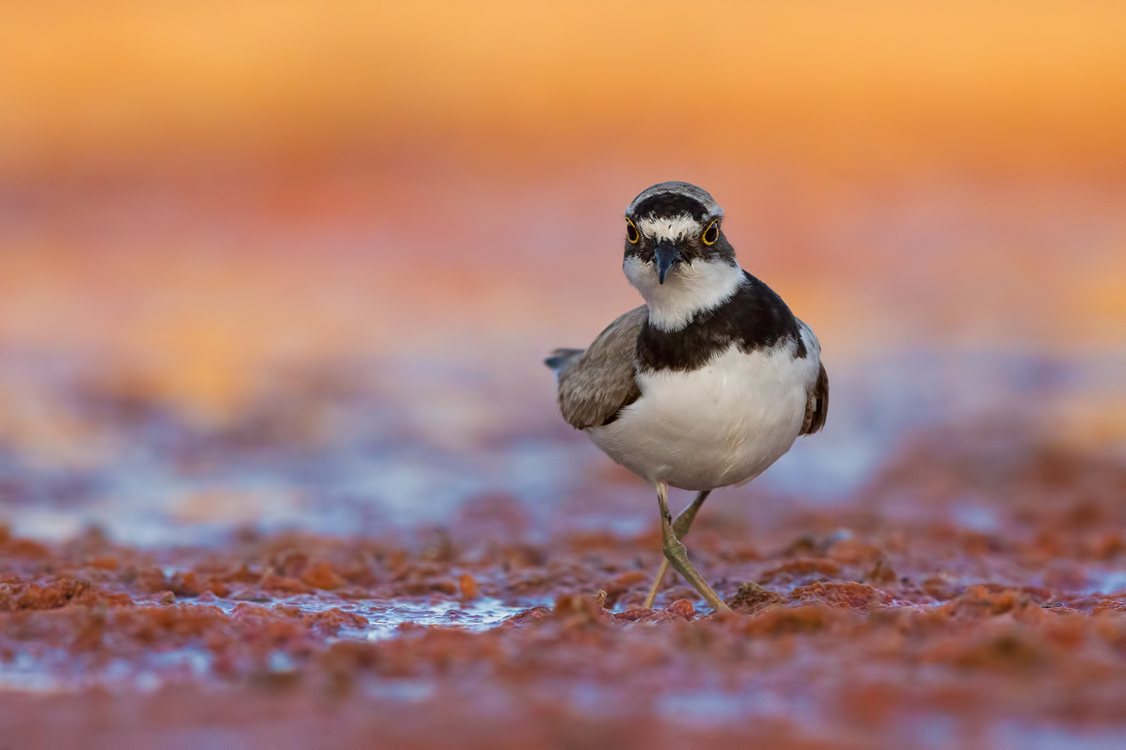 Ancora qui? ( corriere piccolo )