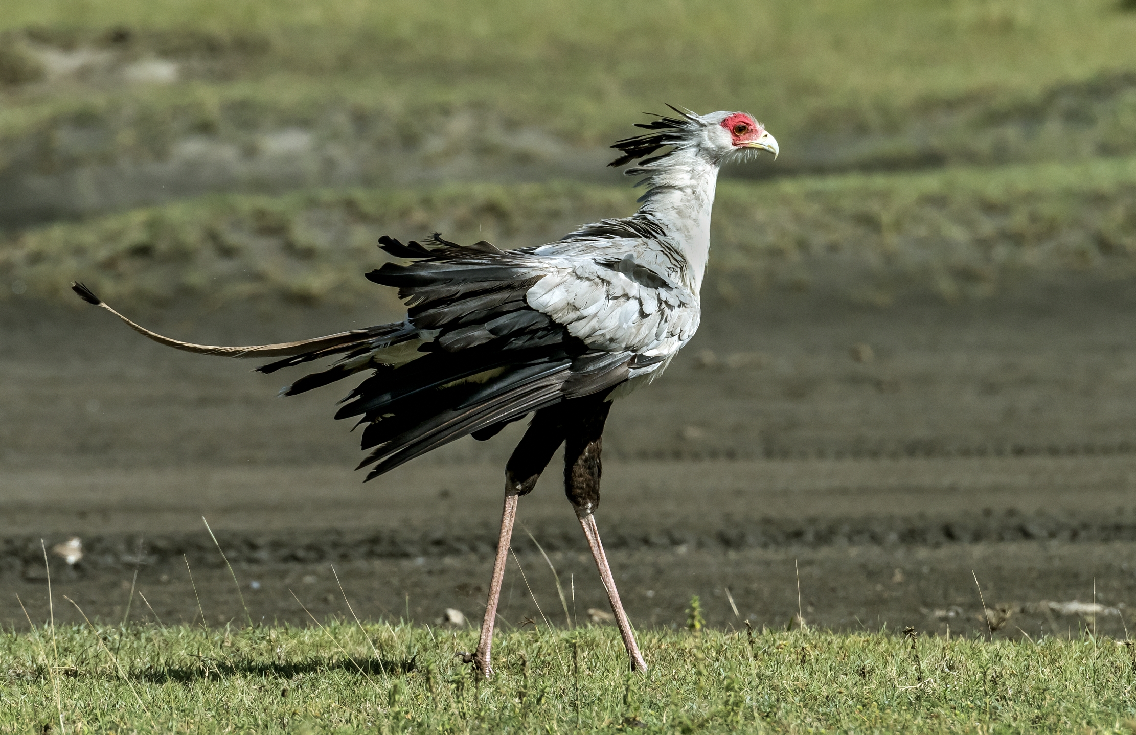 Tanzania 2016 - Serpentario
