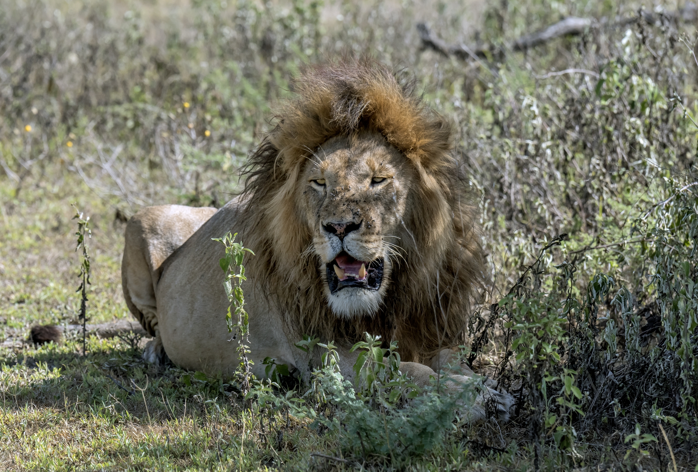 Tanzania 2016 - Calura