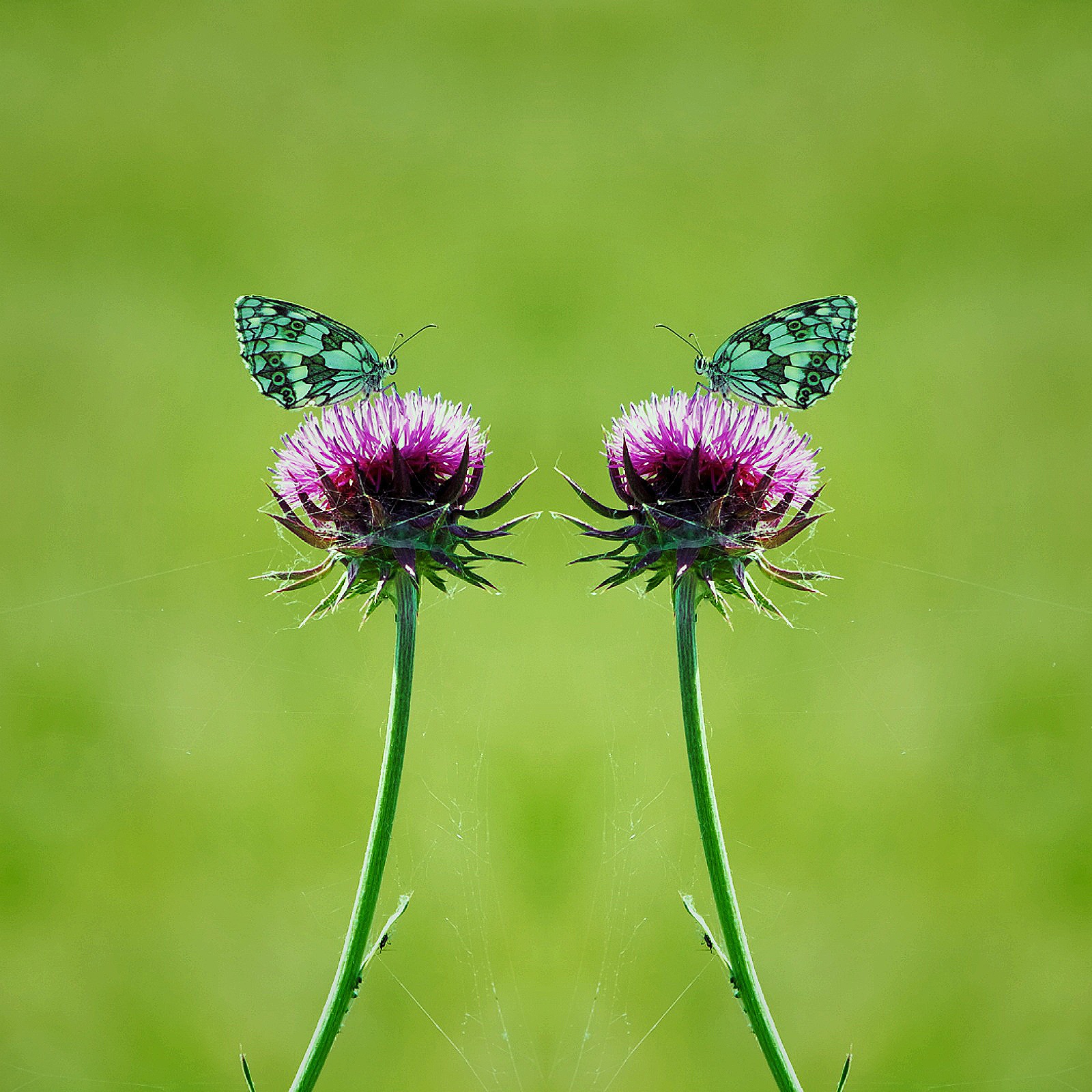 Twins Butterfly