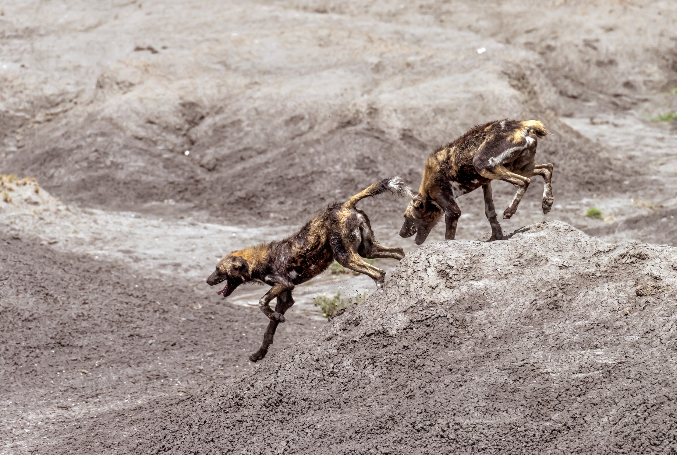 Tanzania 2016 - Licaon