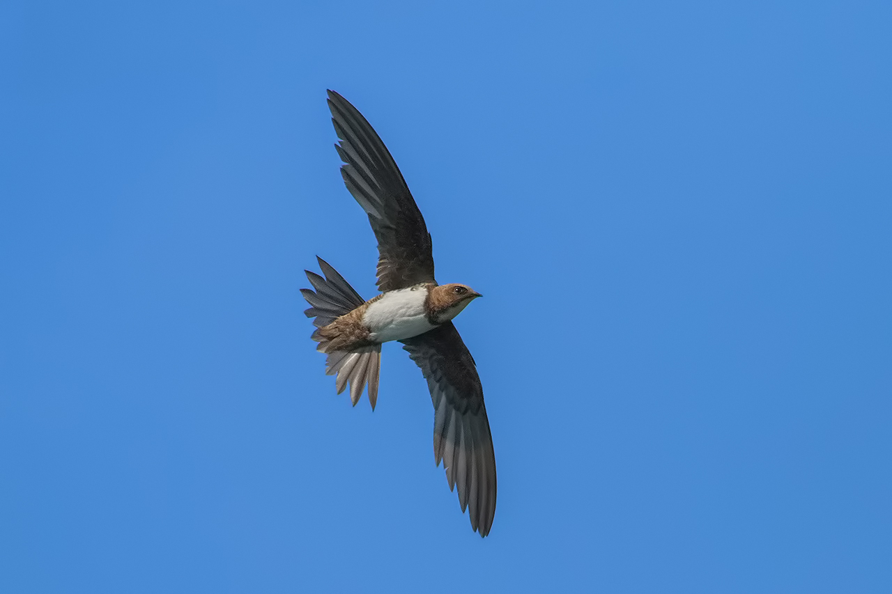 Alpine Swift