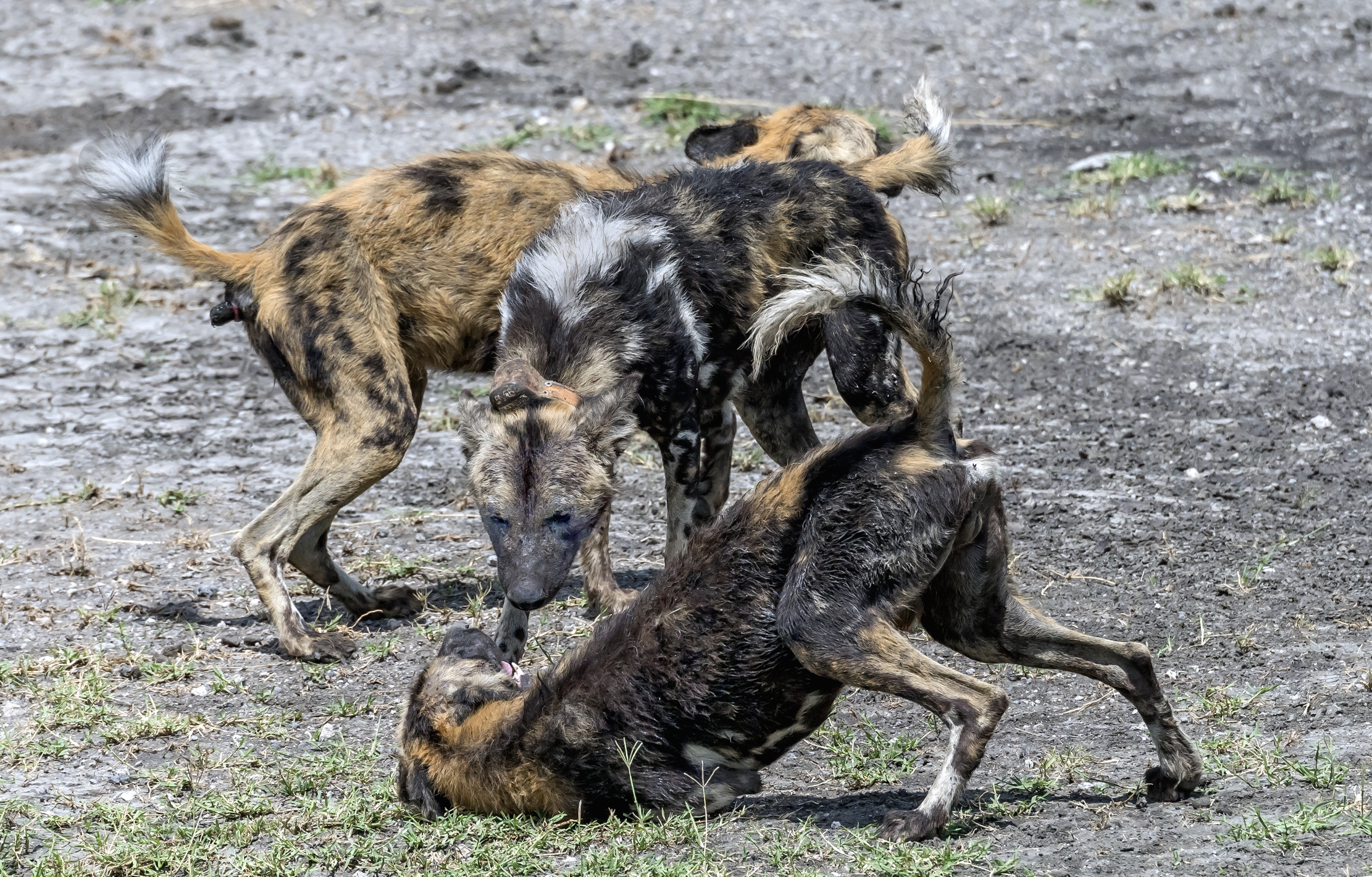 Tanzania 2016 - Licaon