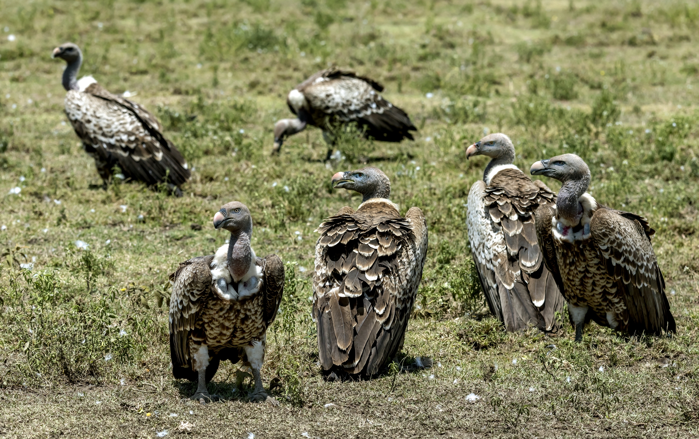 Tanzania 2016 - Avvoltoi