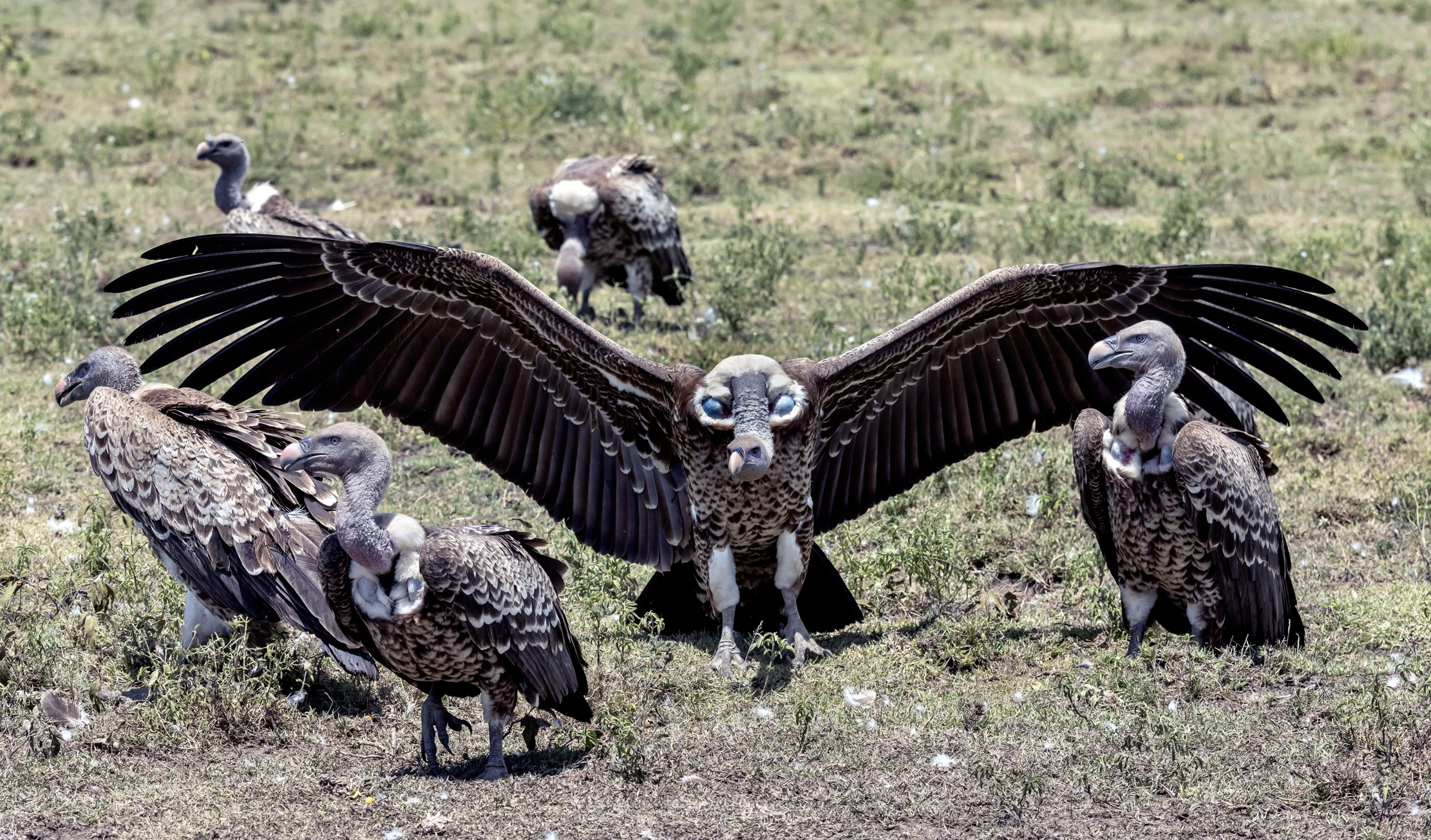 Tanzania 2016 - Avvoltoi