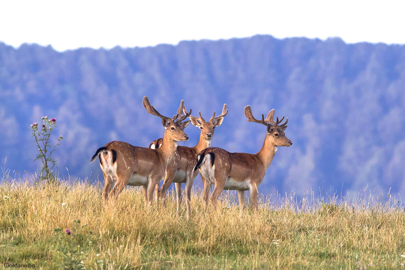 The hat-trick ... in velvet