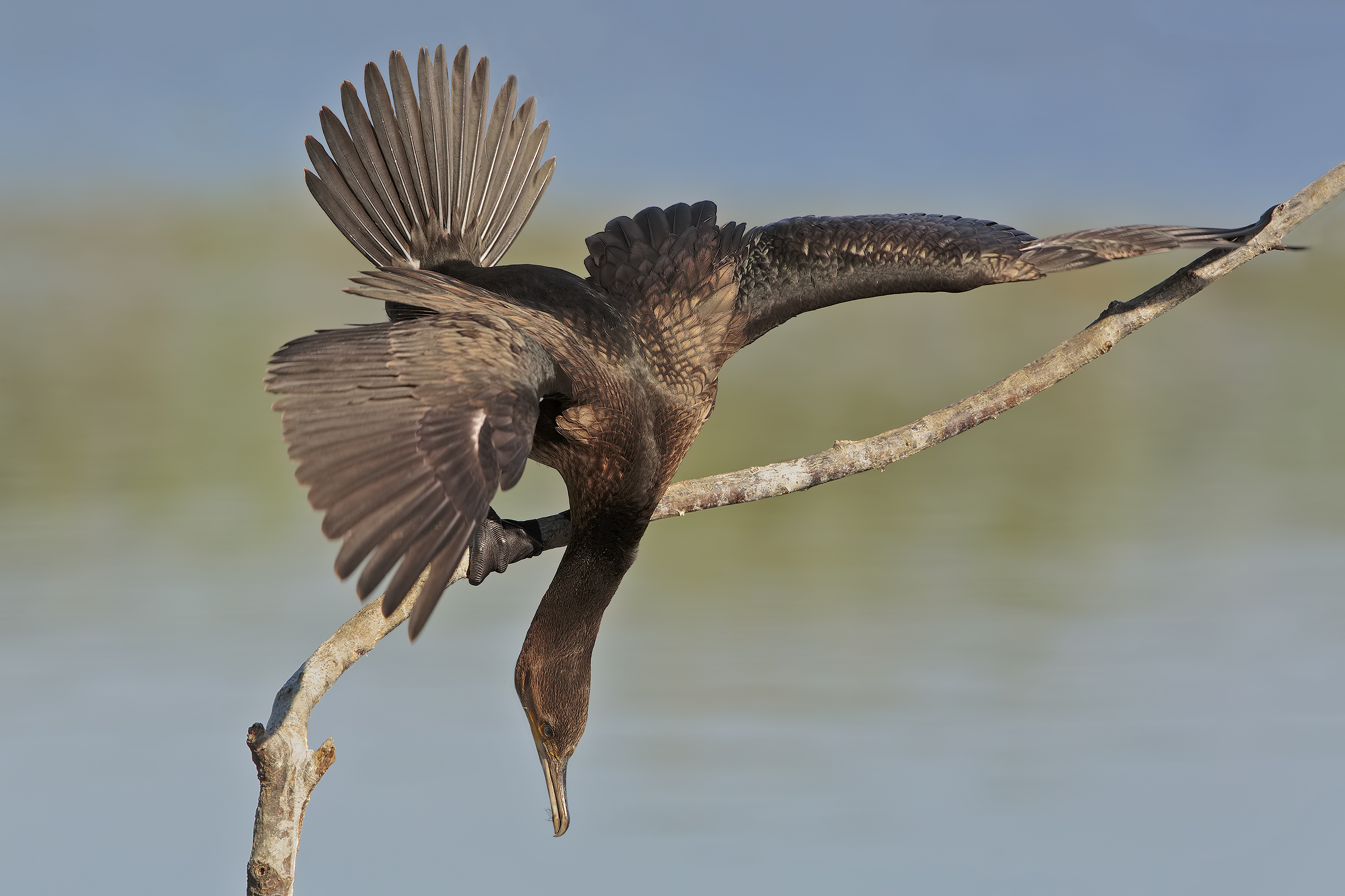 Cormorant