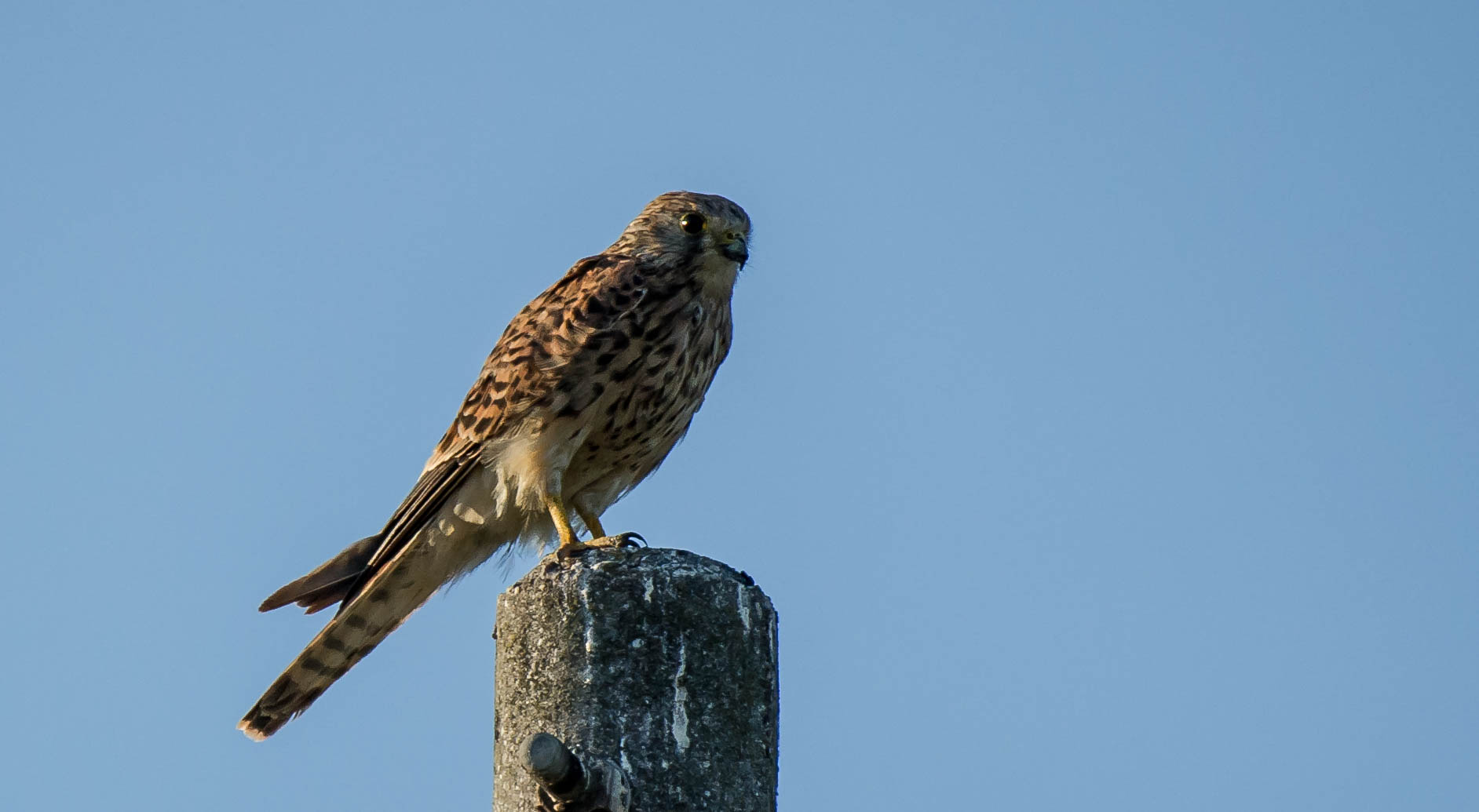 kestrel