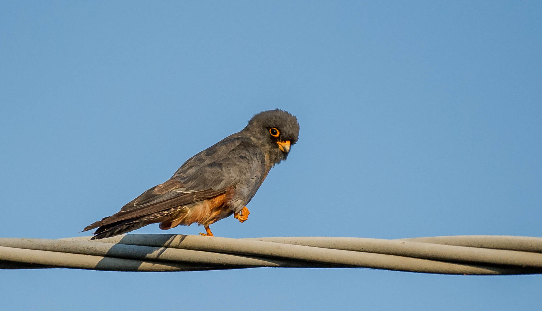 red-footed falcon