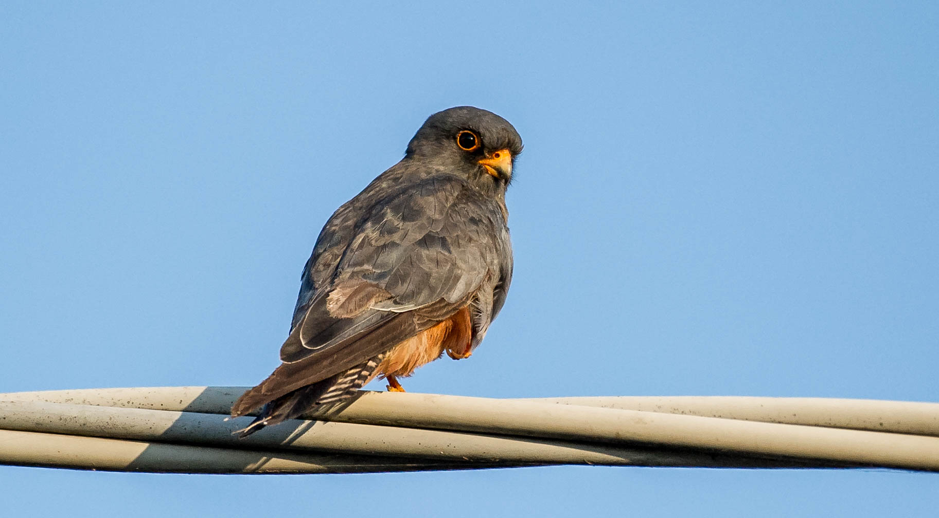 red-footed falcon