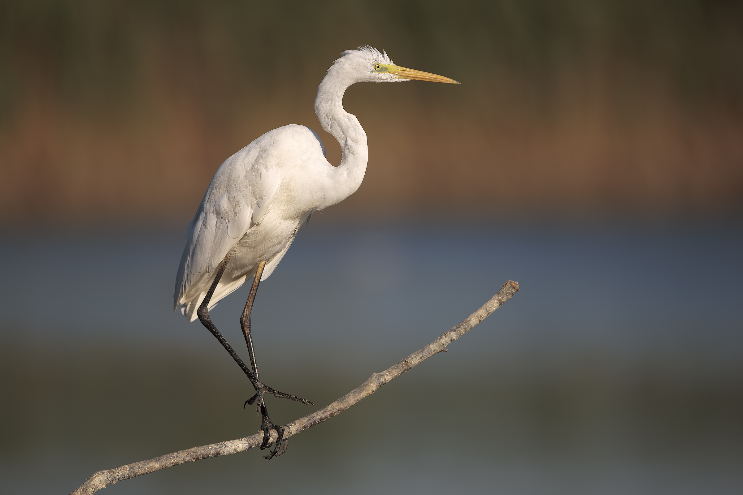 White Heron Maggiore