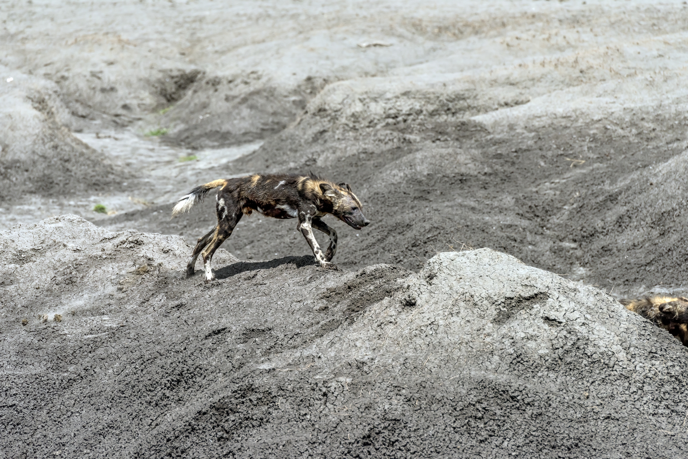 Tanzania 2016 - Licaon